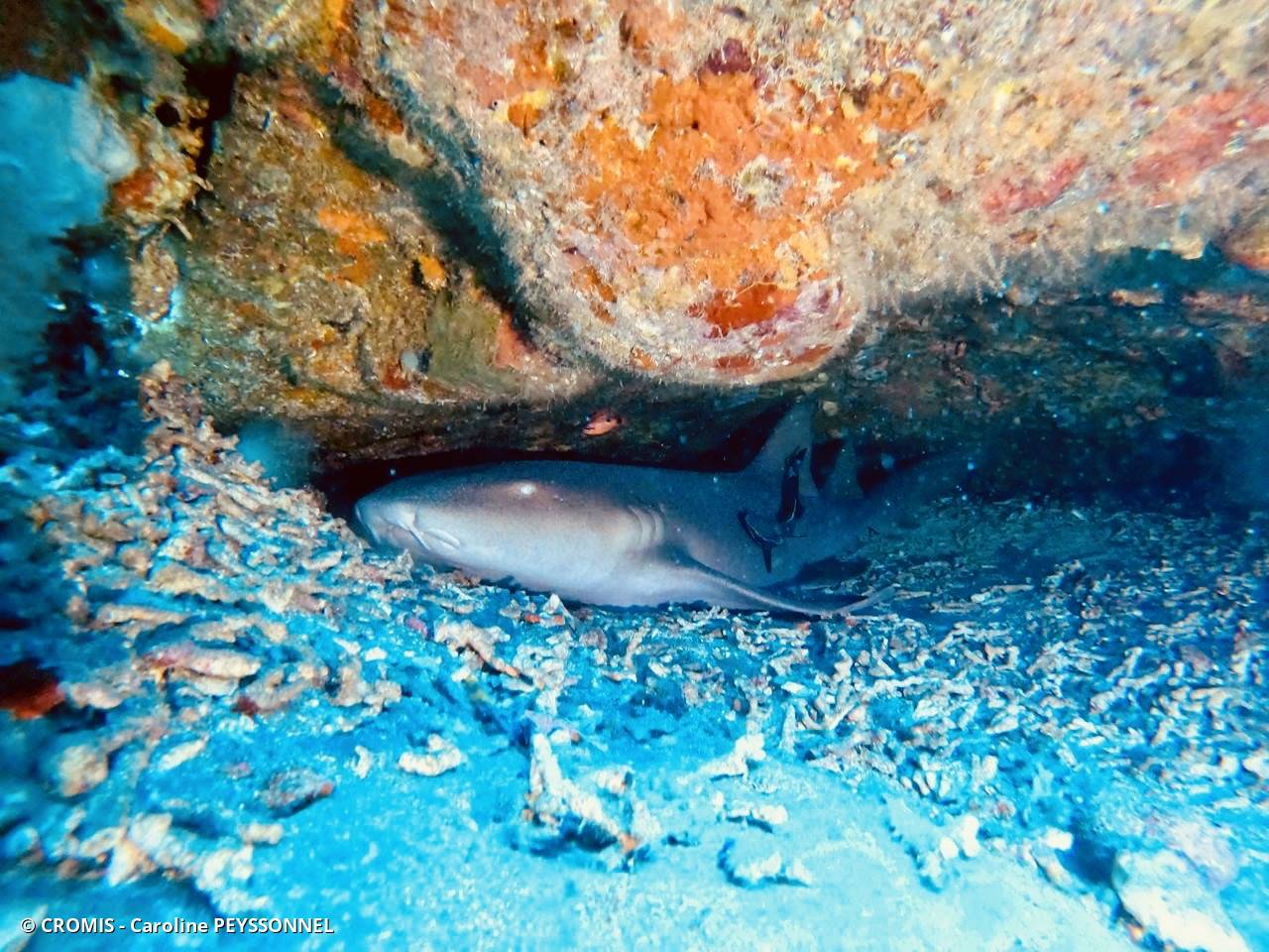 Requin nourrice atlantique