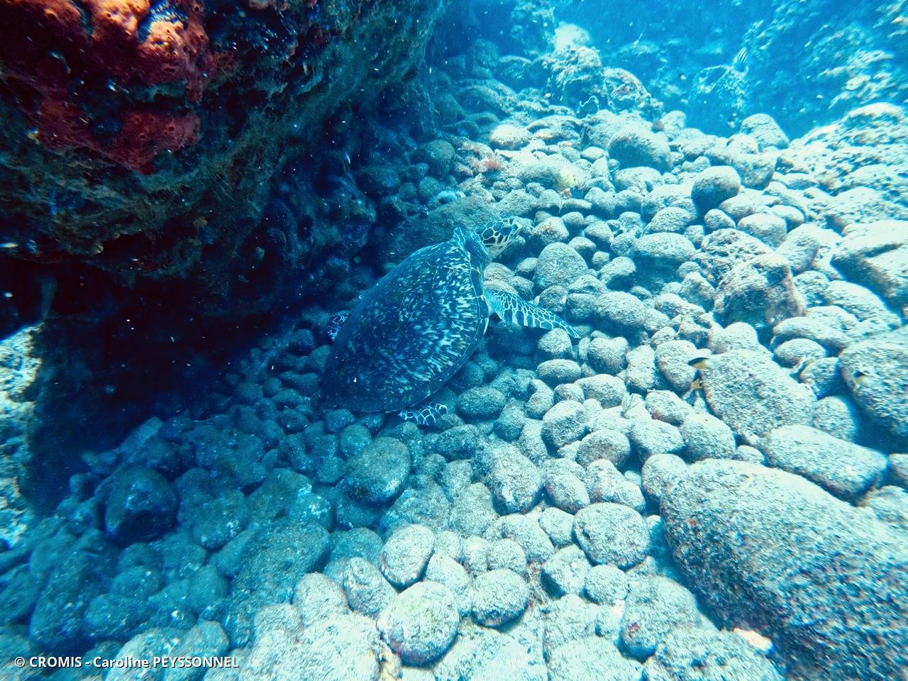 Tortue imbriquée