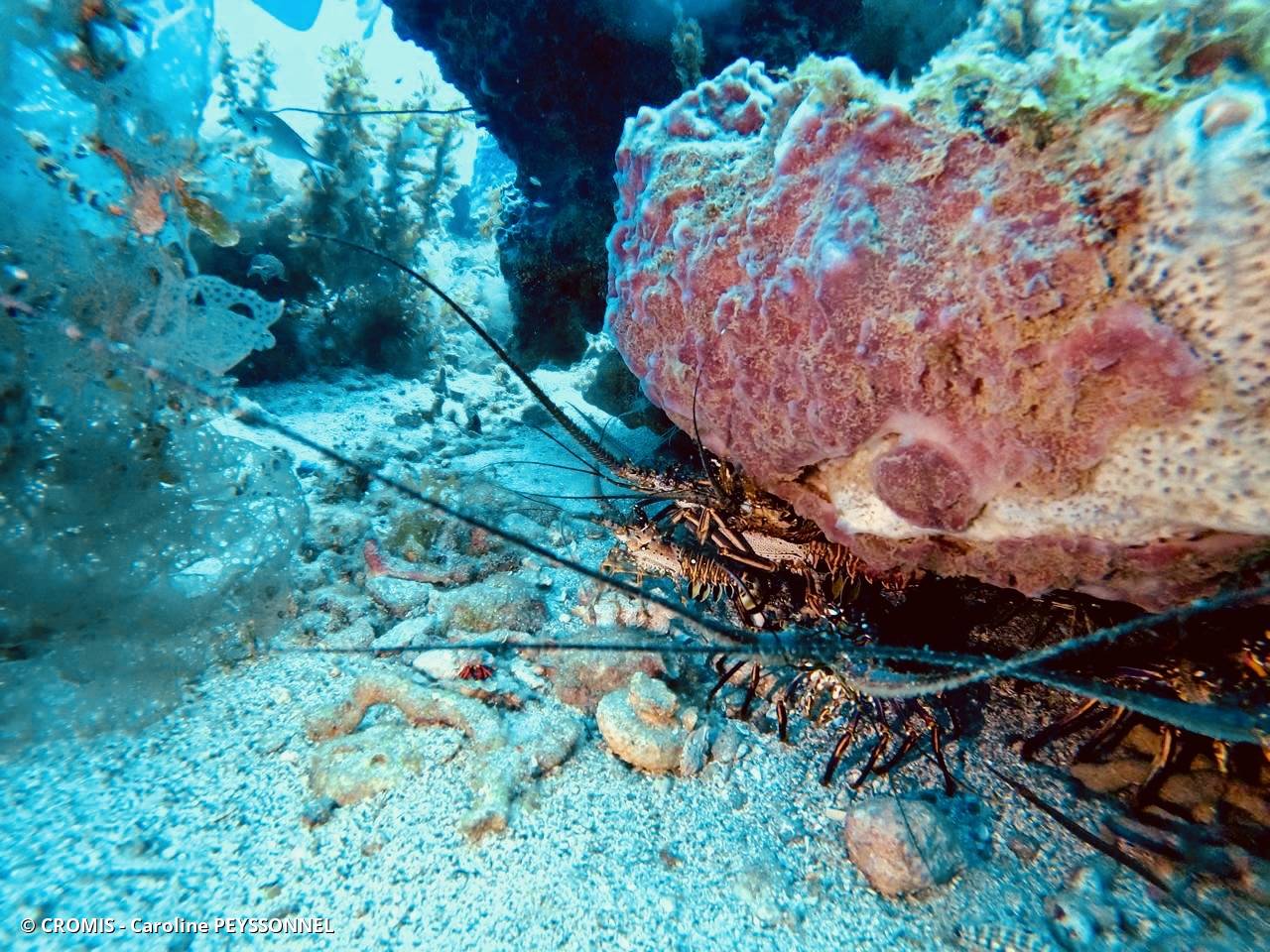 Langouste des Caraïbes