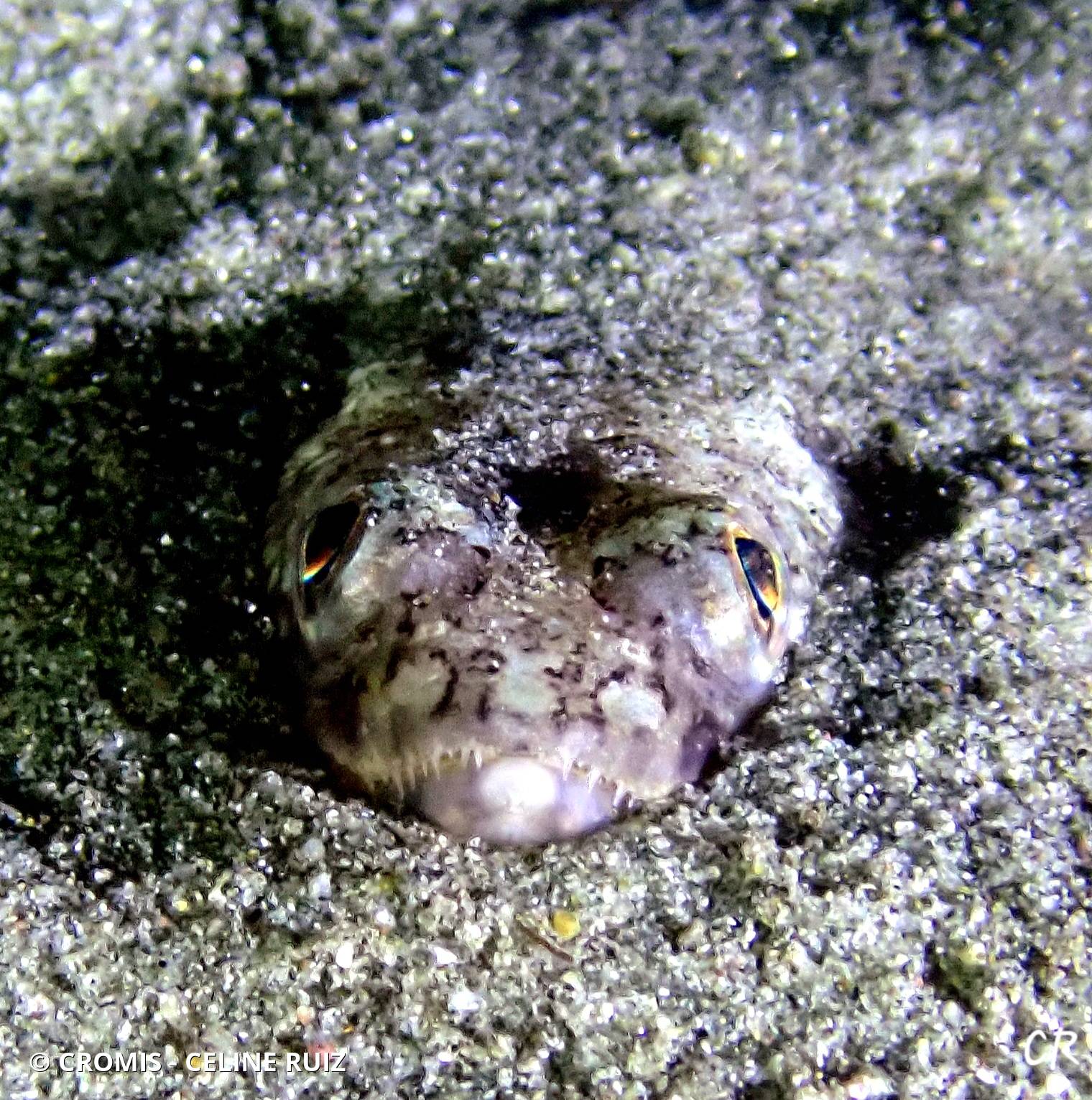Poisson-lézard rayé