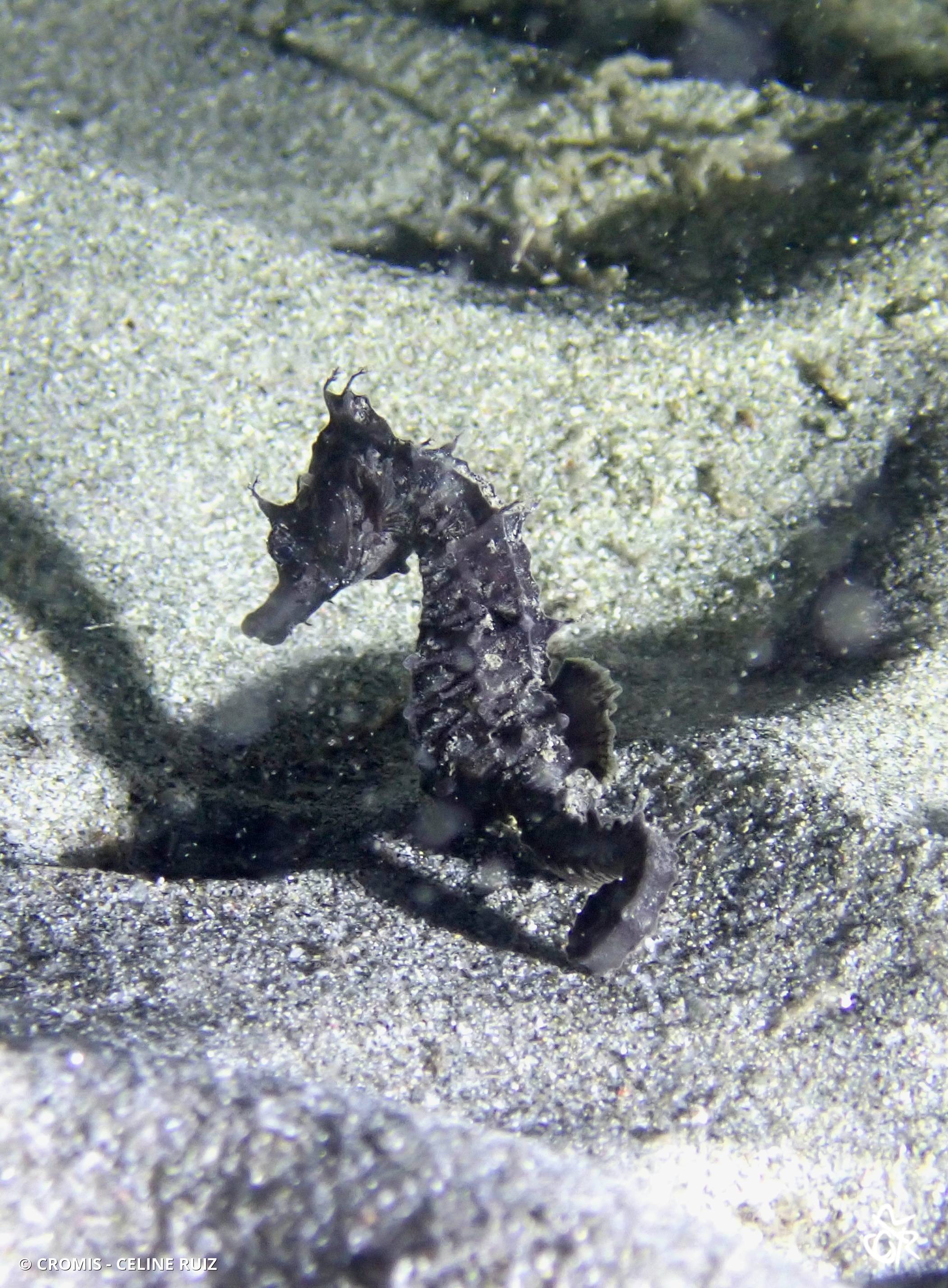 Hippocampe à museau court