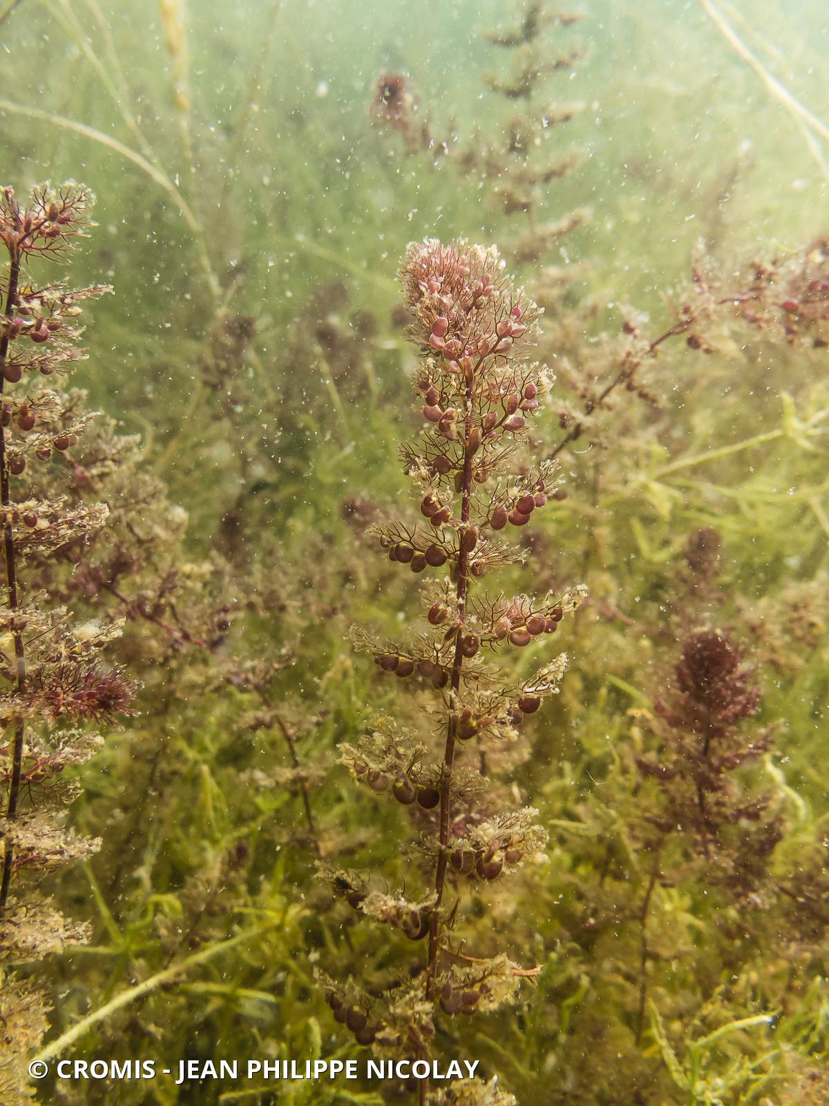Utriculaire vulgaire