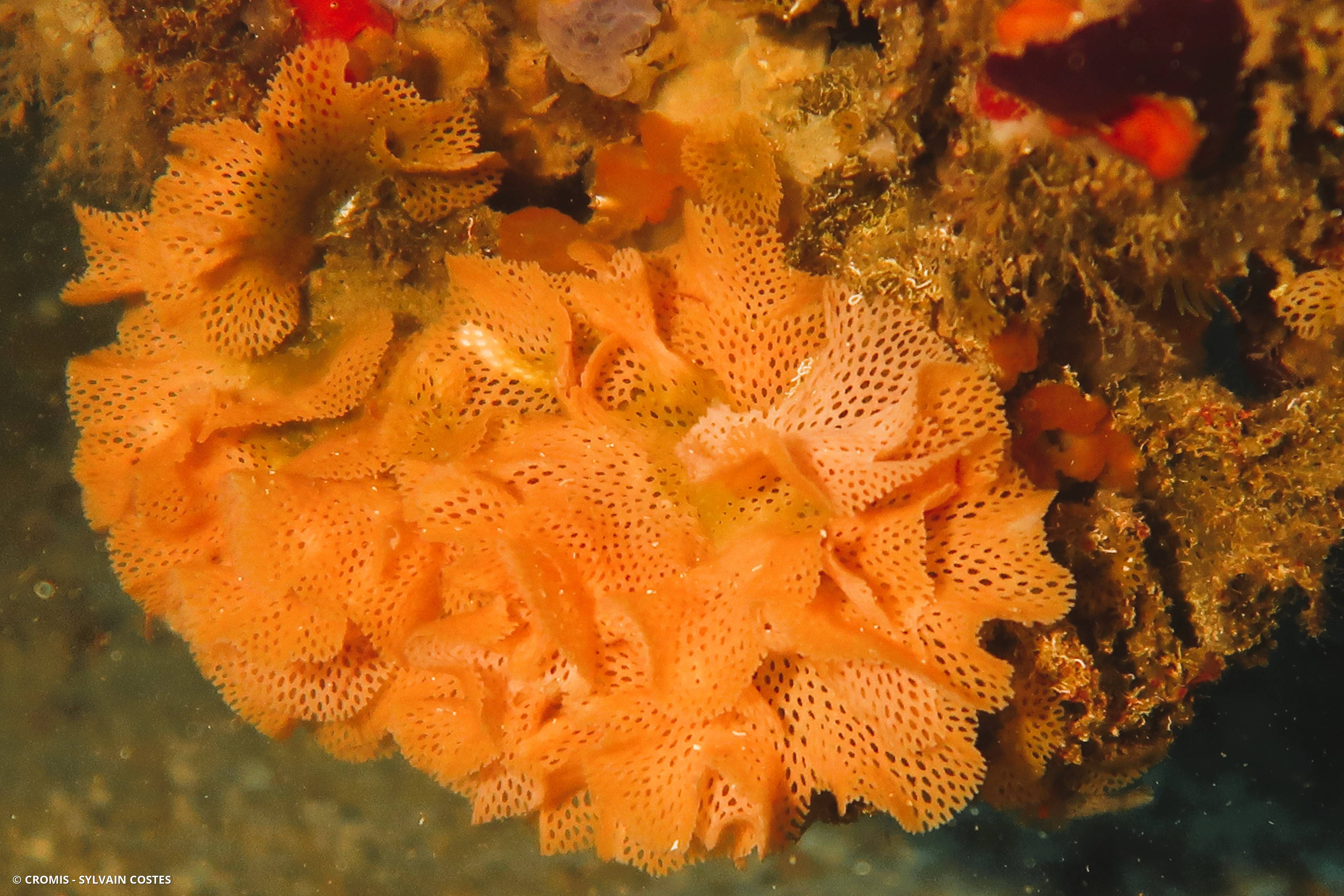 Dentelle de Neptune