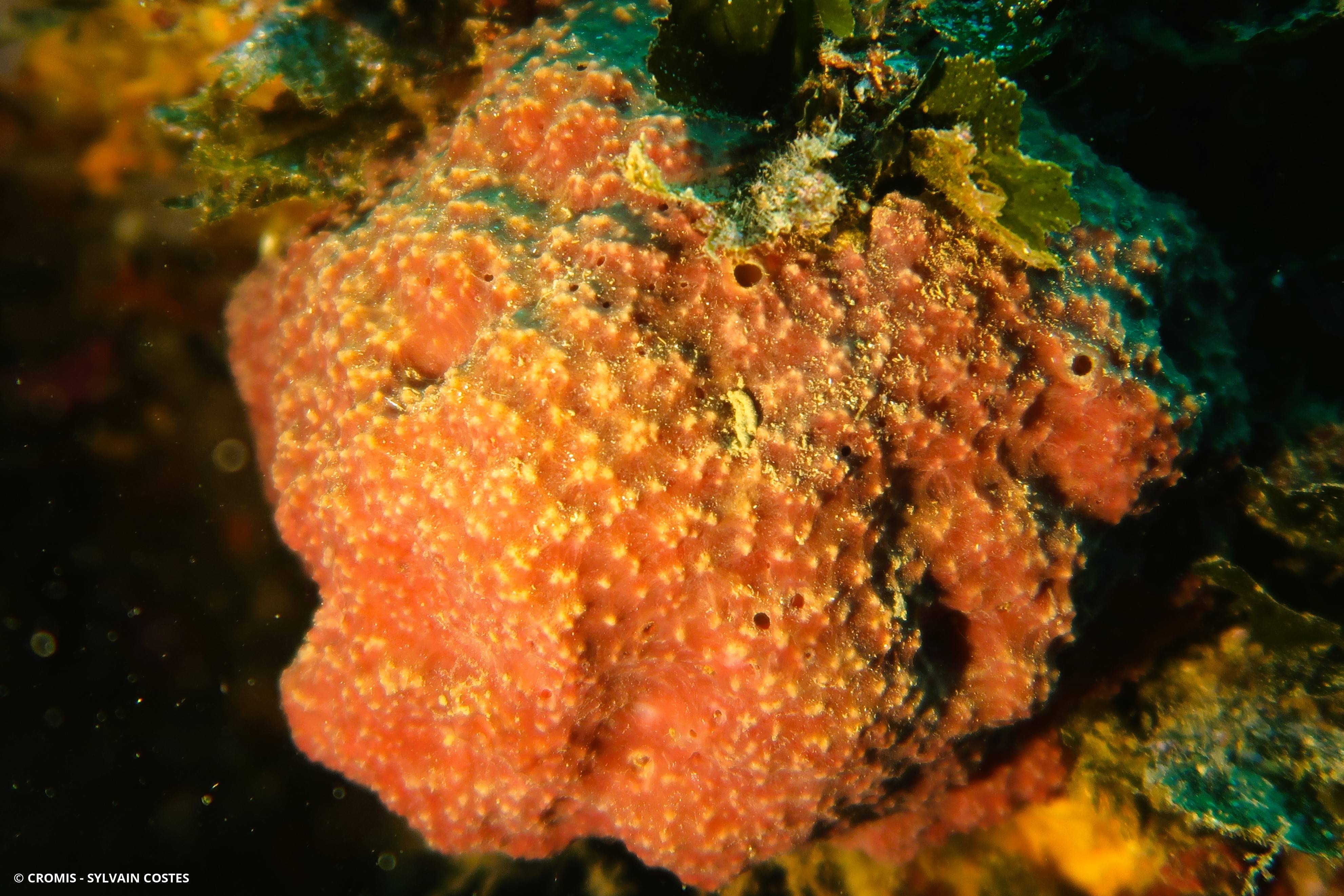 Ircinie variable