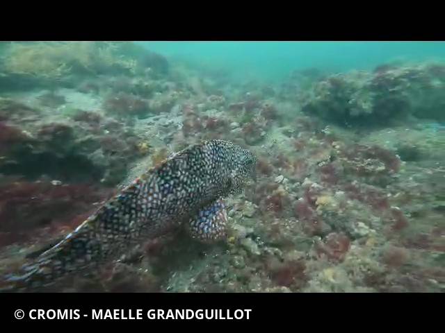 Grande vieille