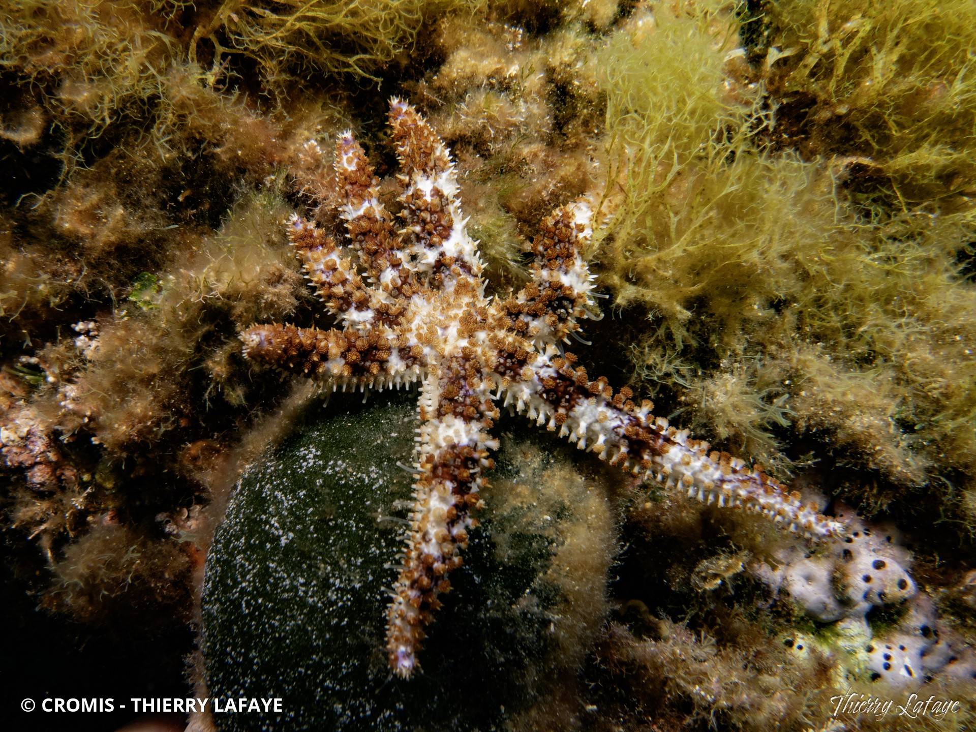 Etoile de mer épineuse