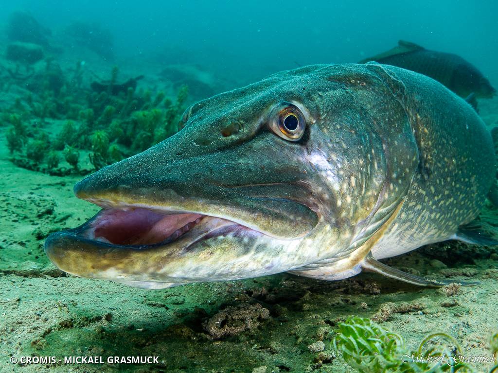 Brochet