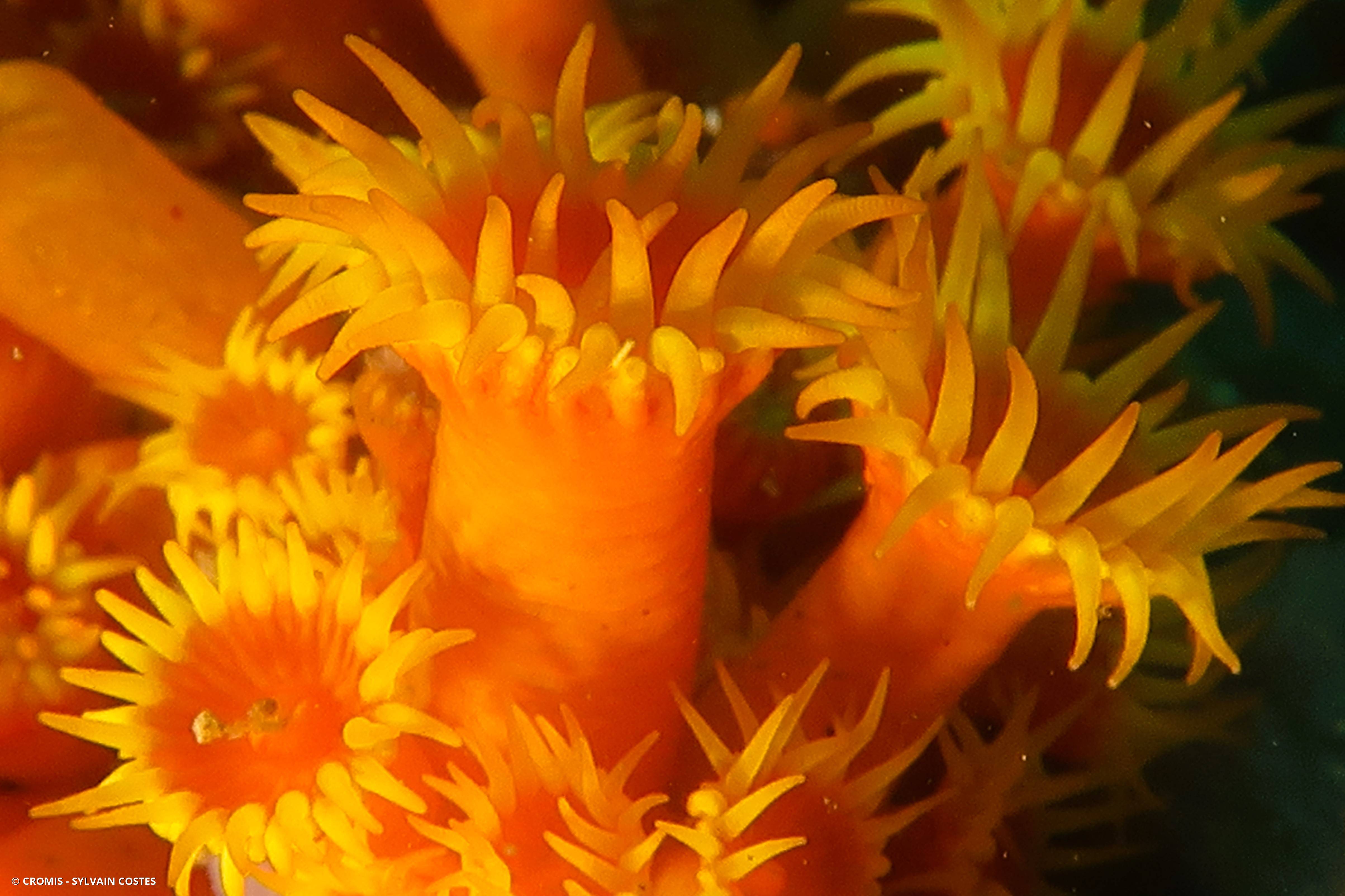 Madrépore orange