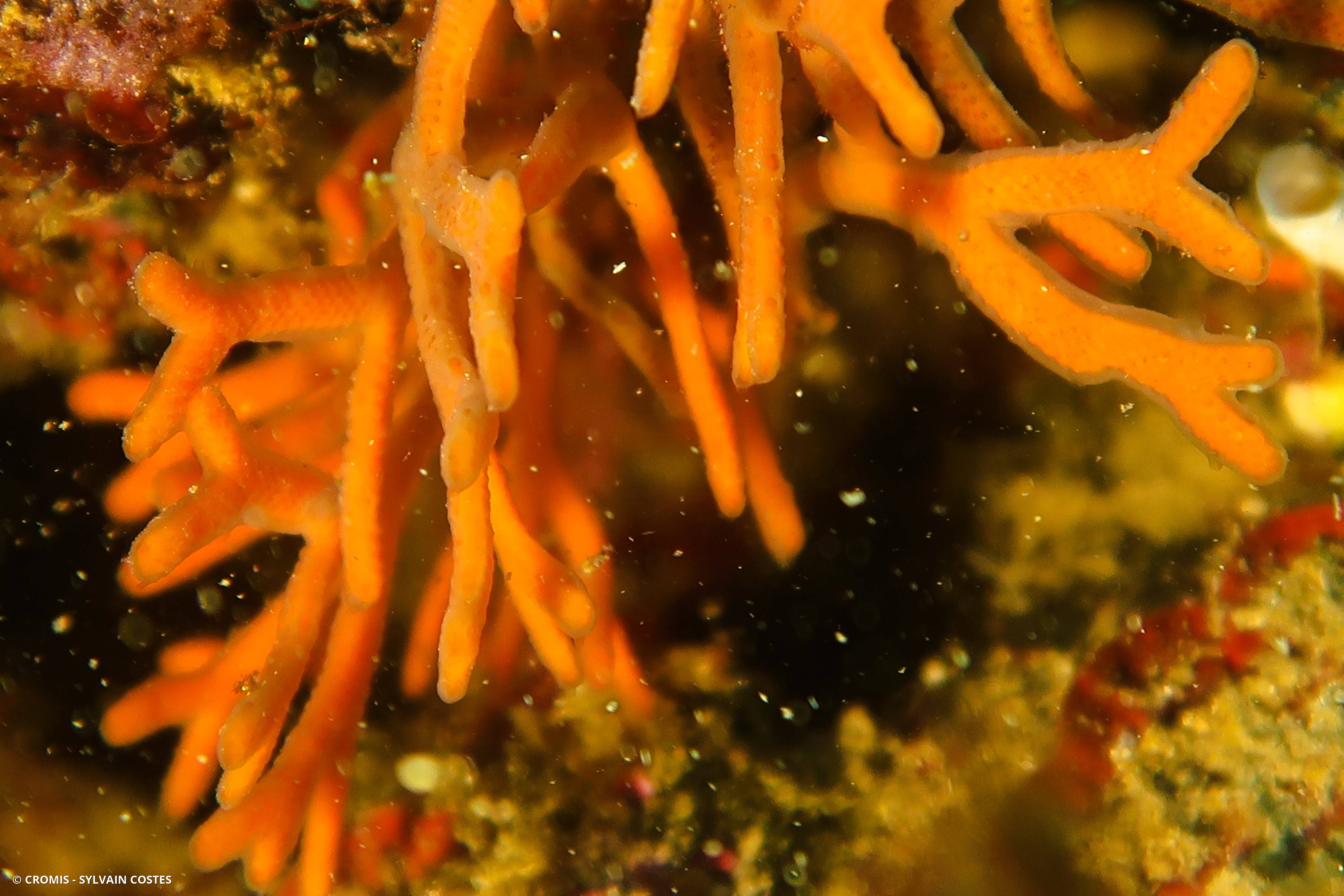 Bryozoaire bois de cerf