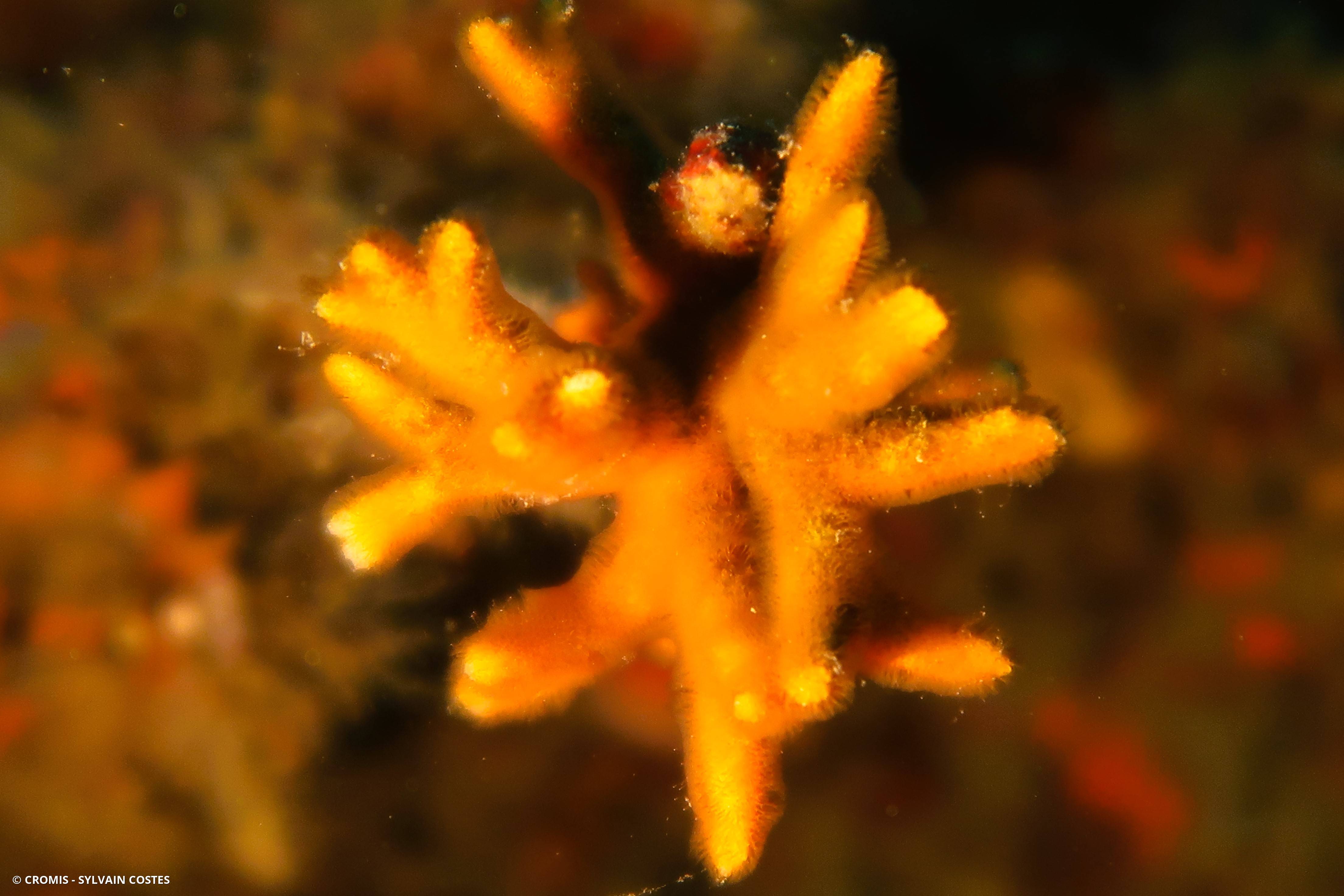 Turbicellépore cornu de Méditerranée