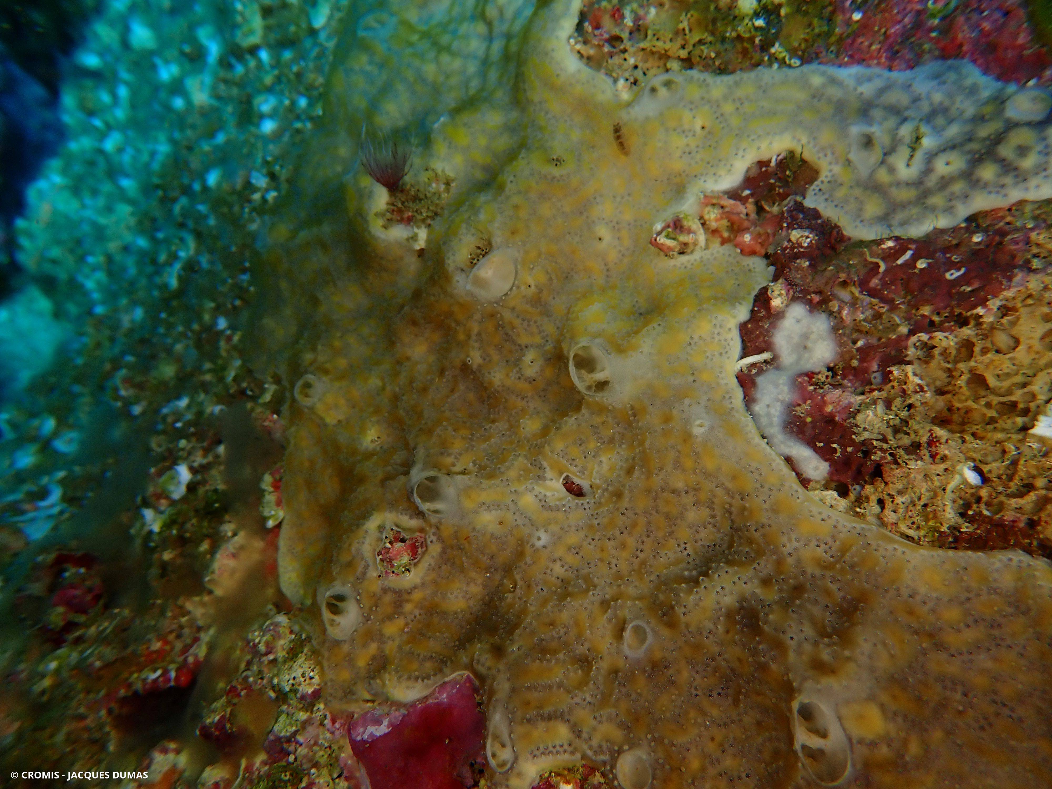 Didemne coriace