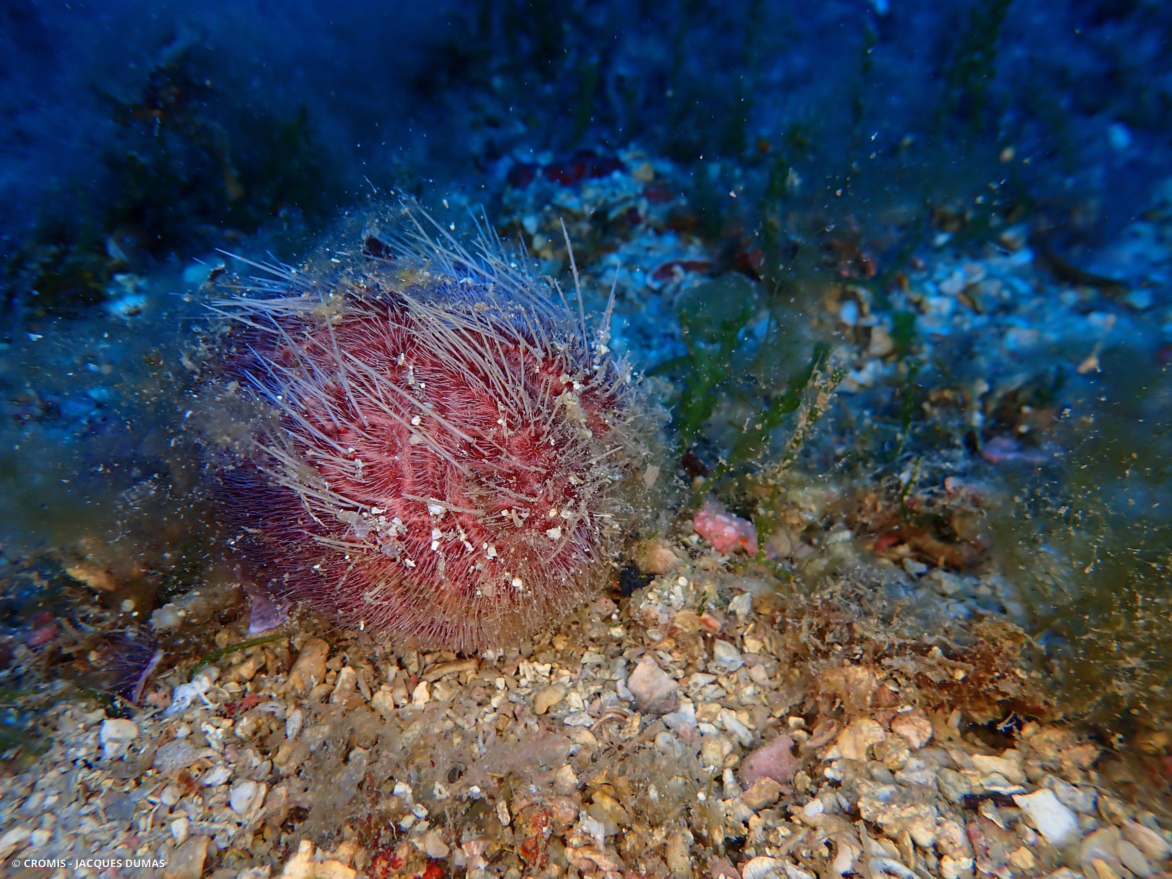 Spatangue pourpre