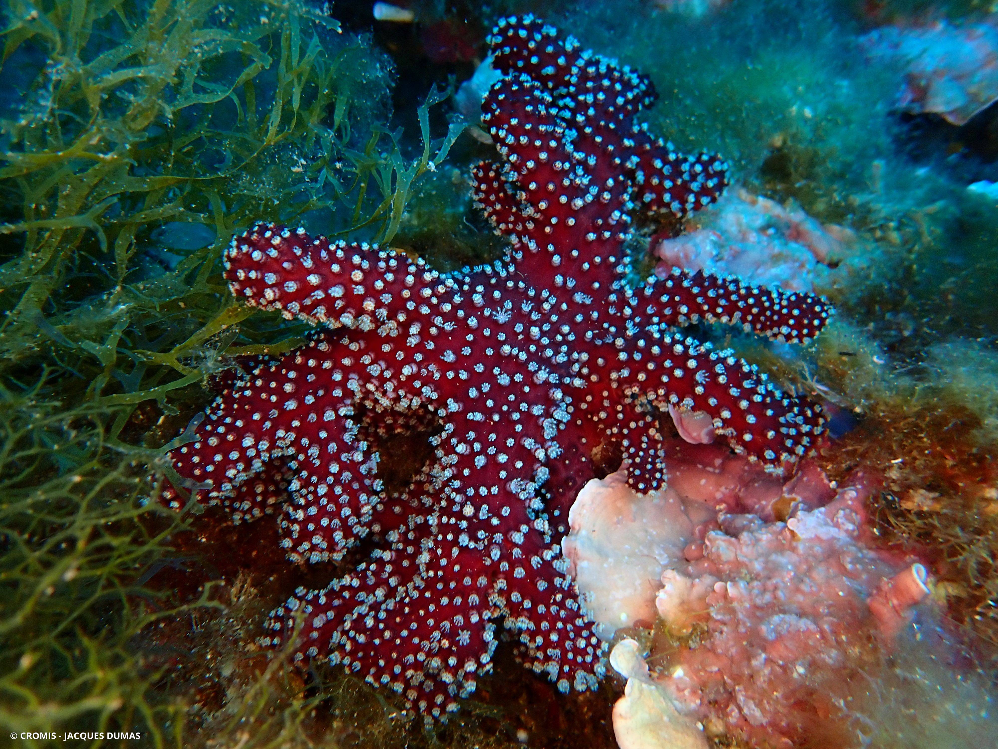 Alcyon méditerranéen