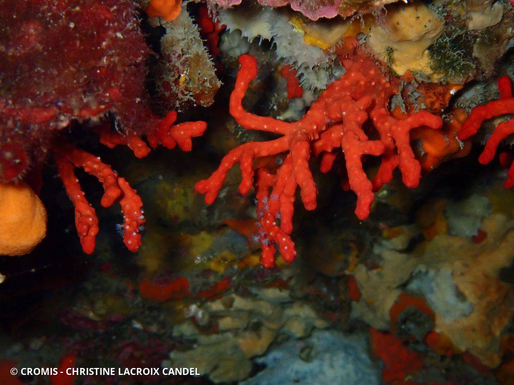 Corail rouge de Méditerranée
