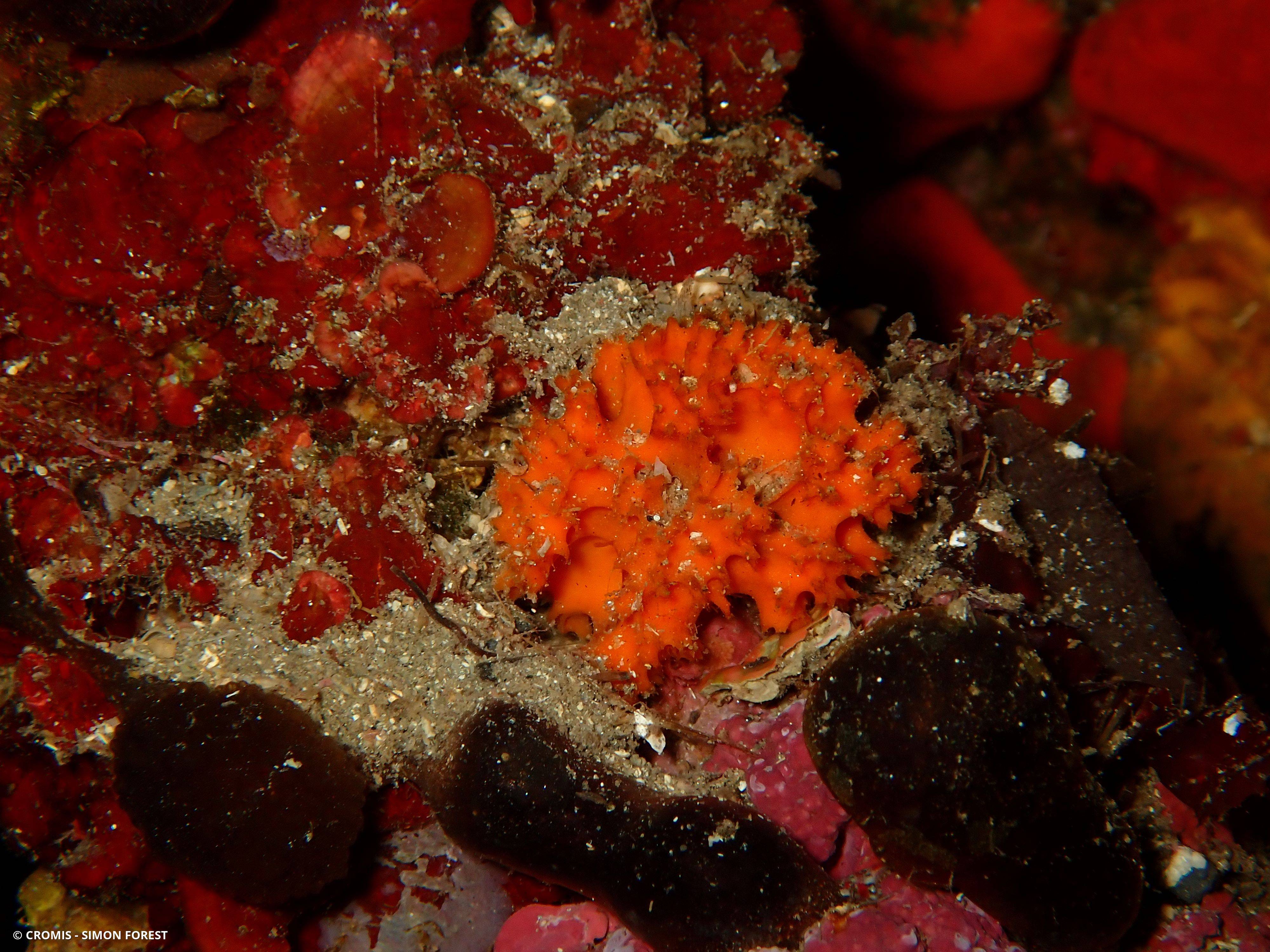 Eponge épineuse orange