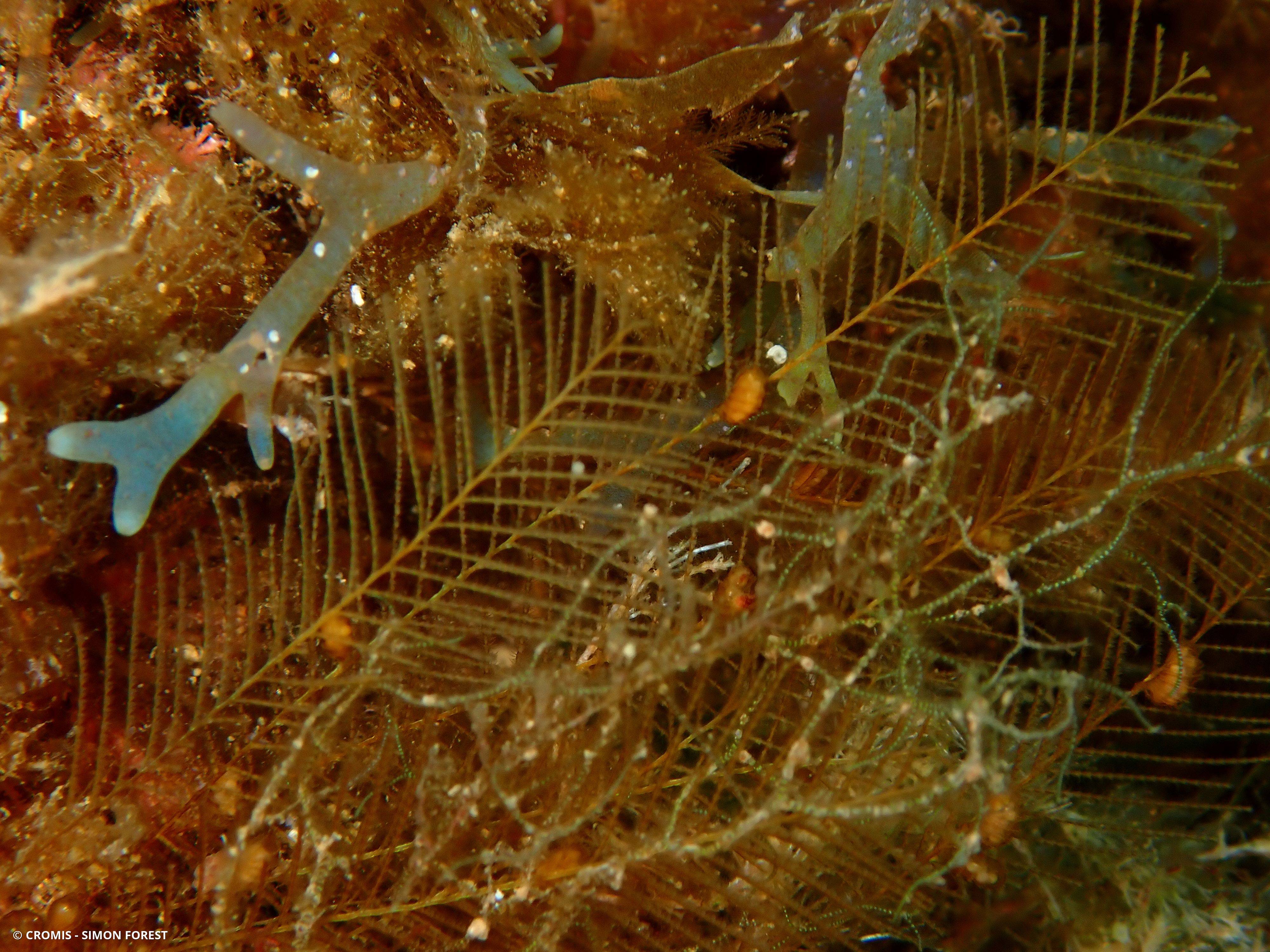 Aglaophénia tubiforme