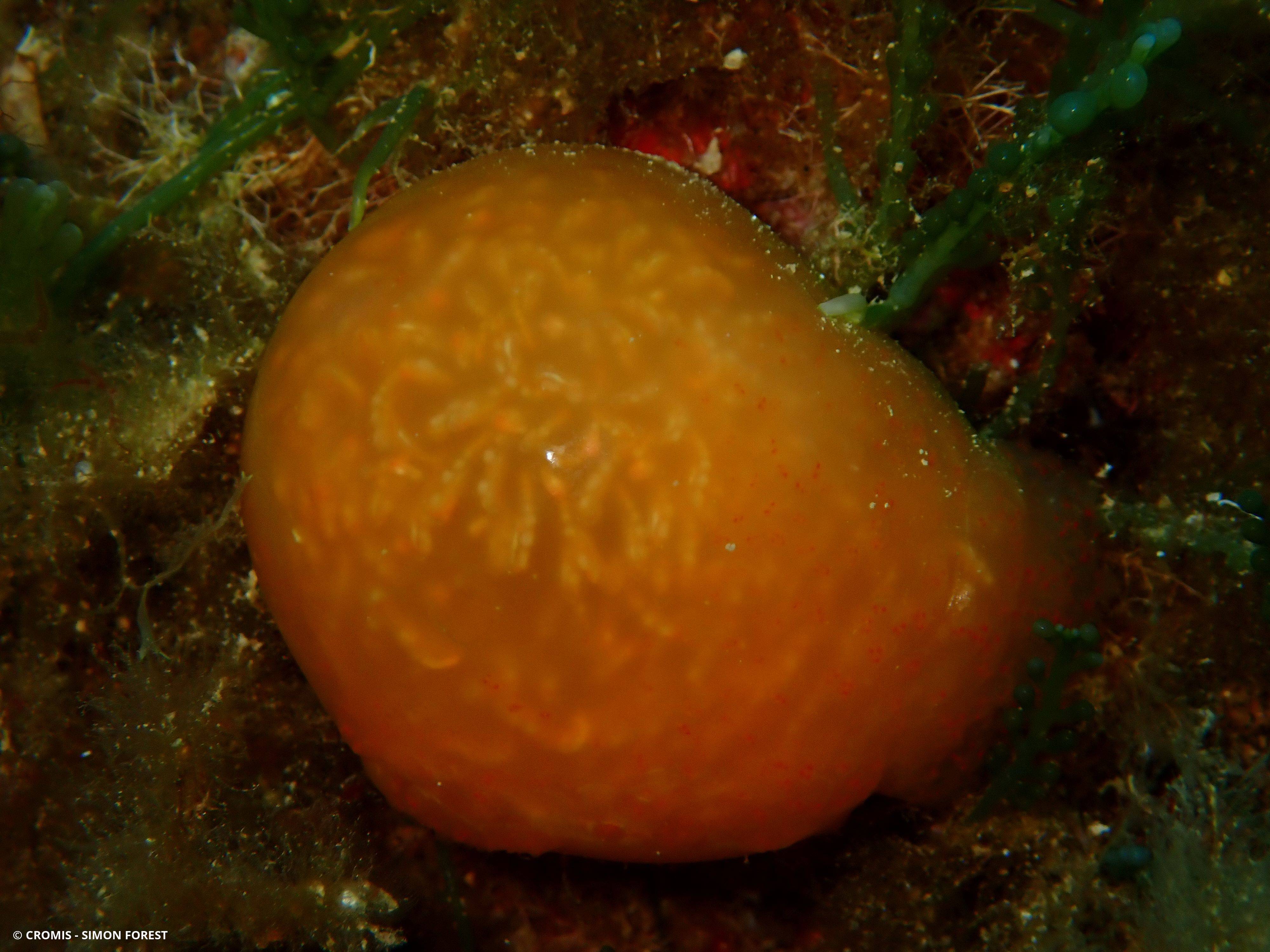 Pseudodistoma corse