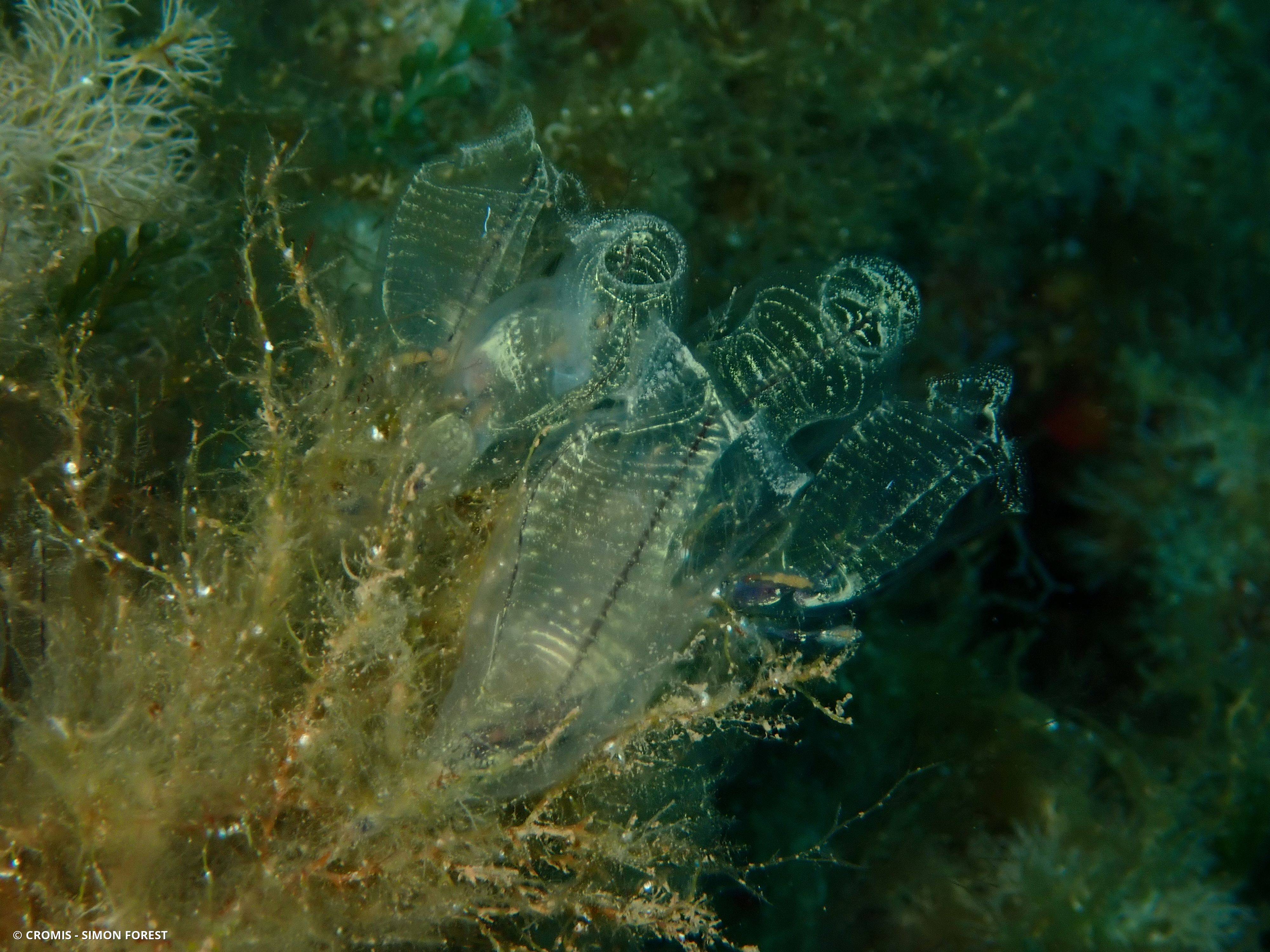 Claveline bleutée de Méditerranée