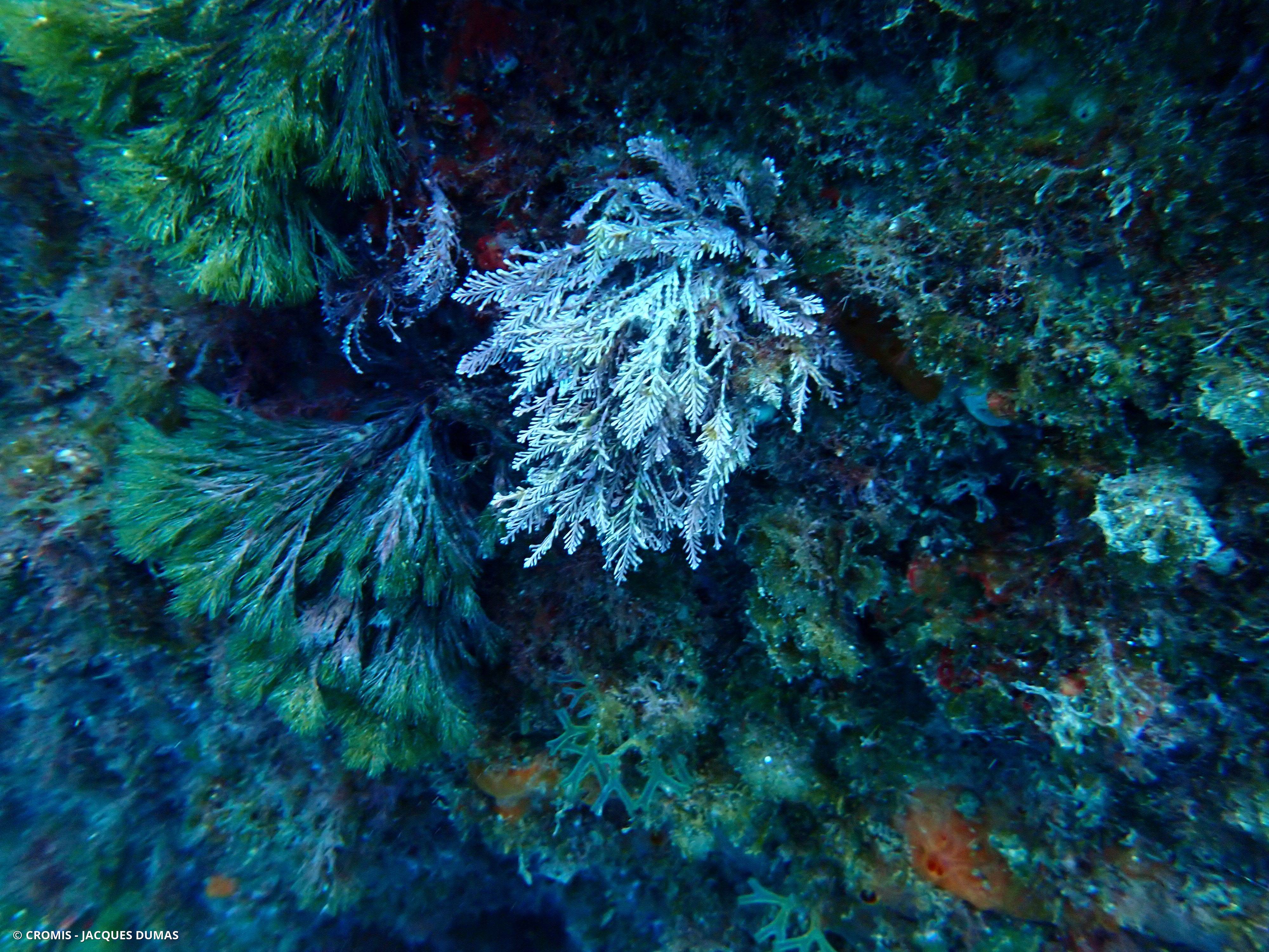 Coralline