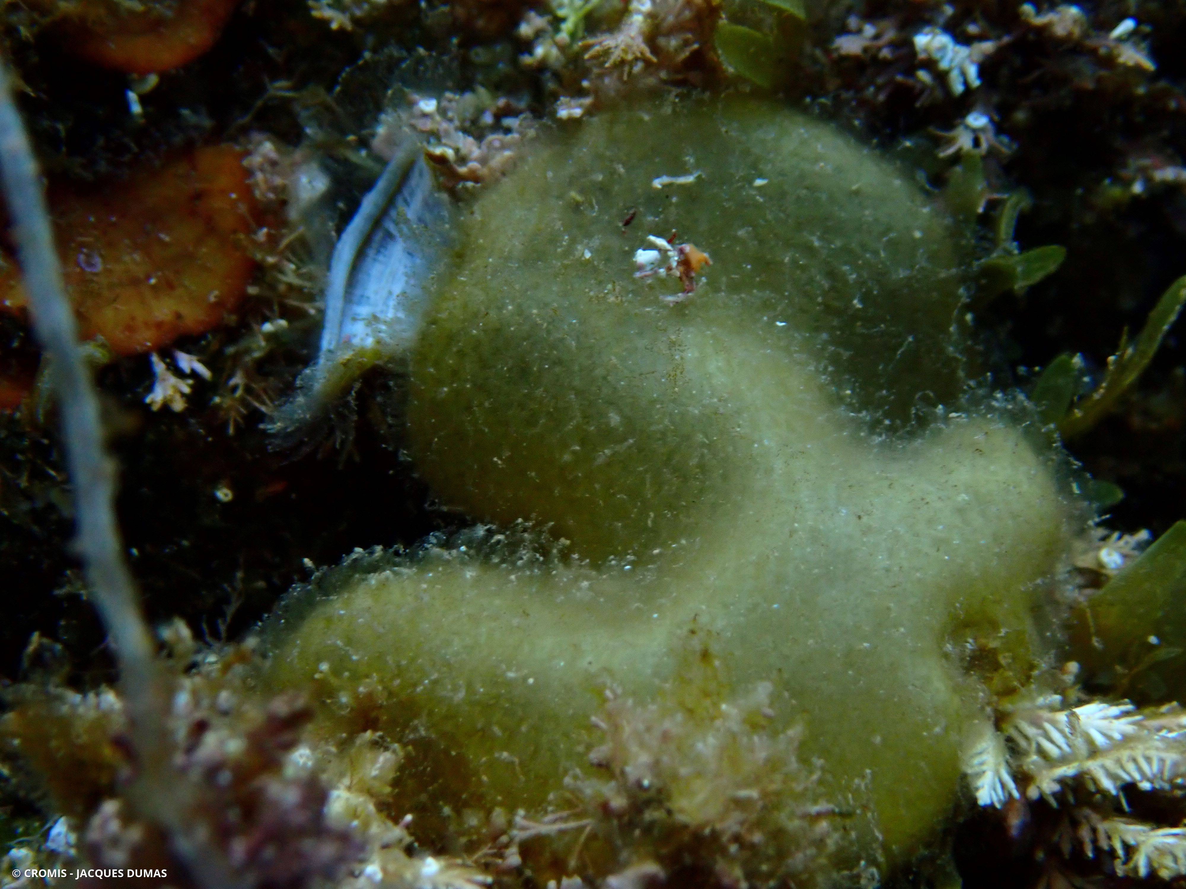 Colpoménia sinueux