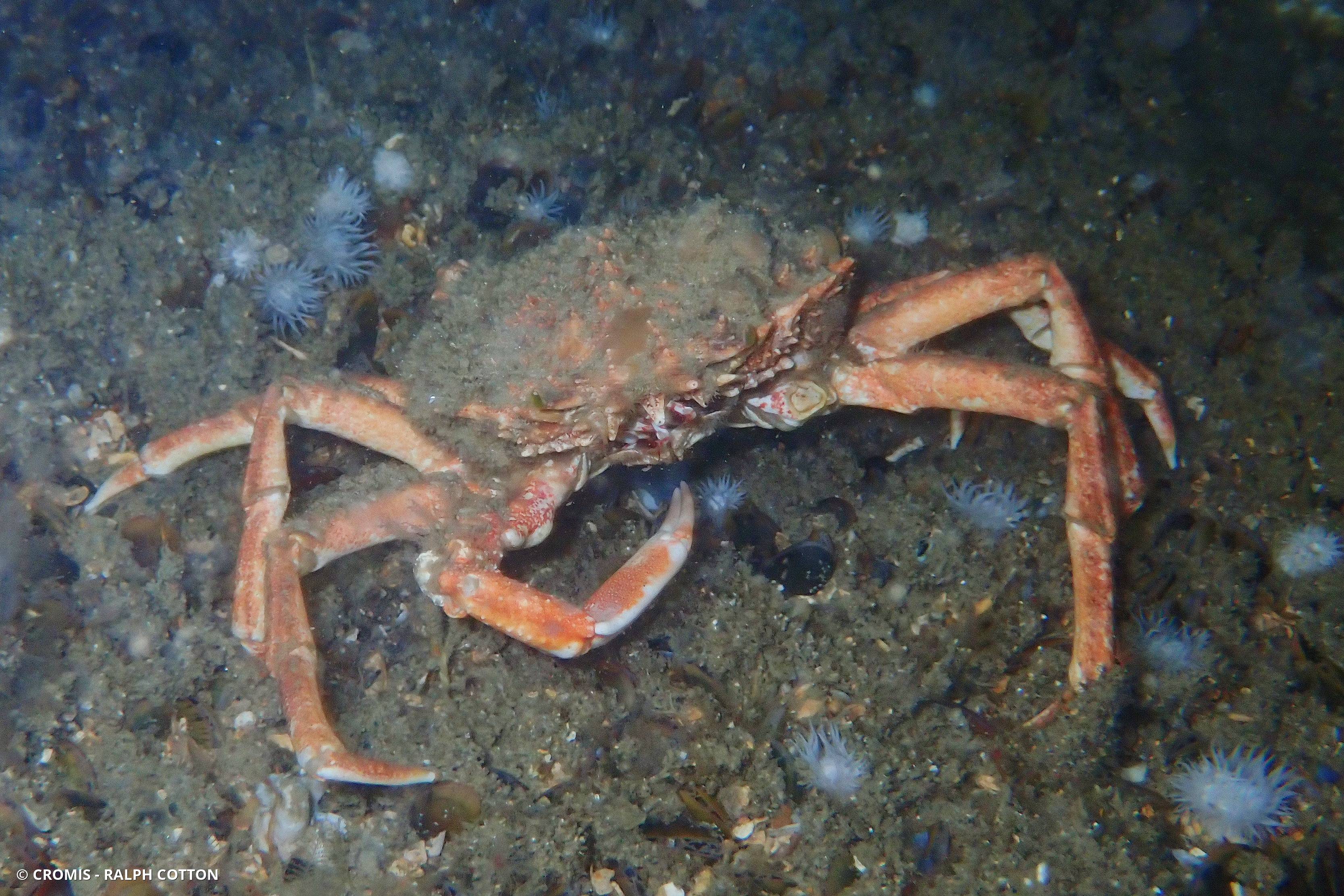 Araignée de mer Atlantique