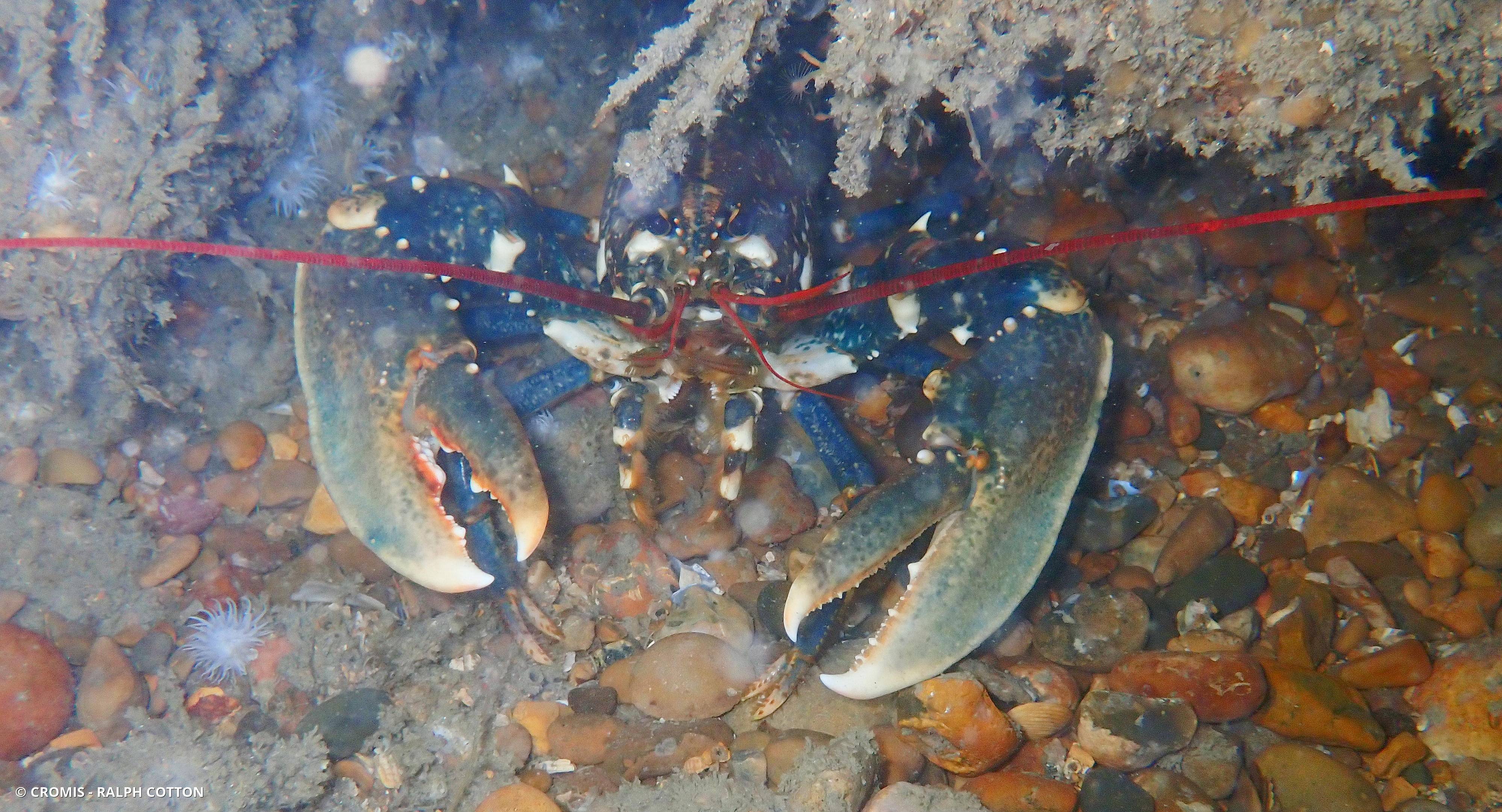 Homard américain
