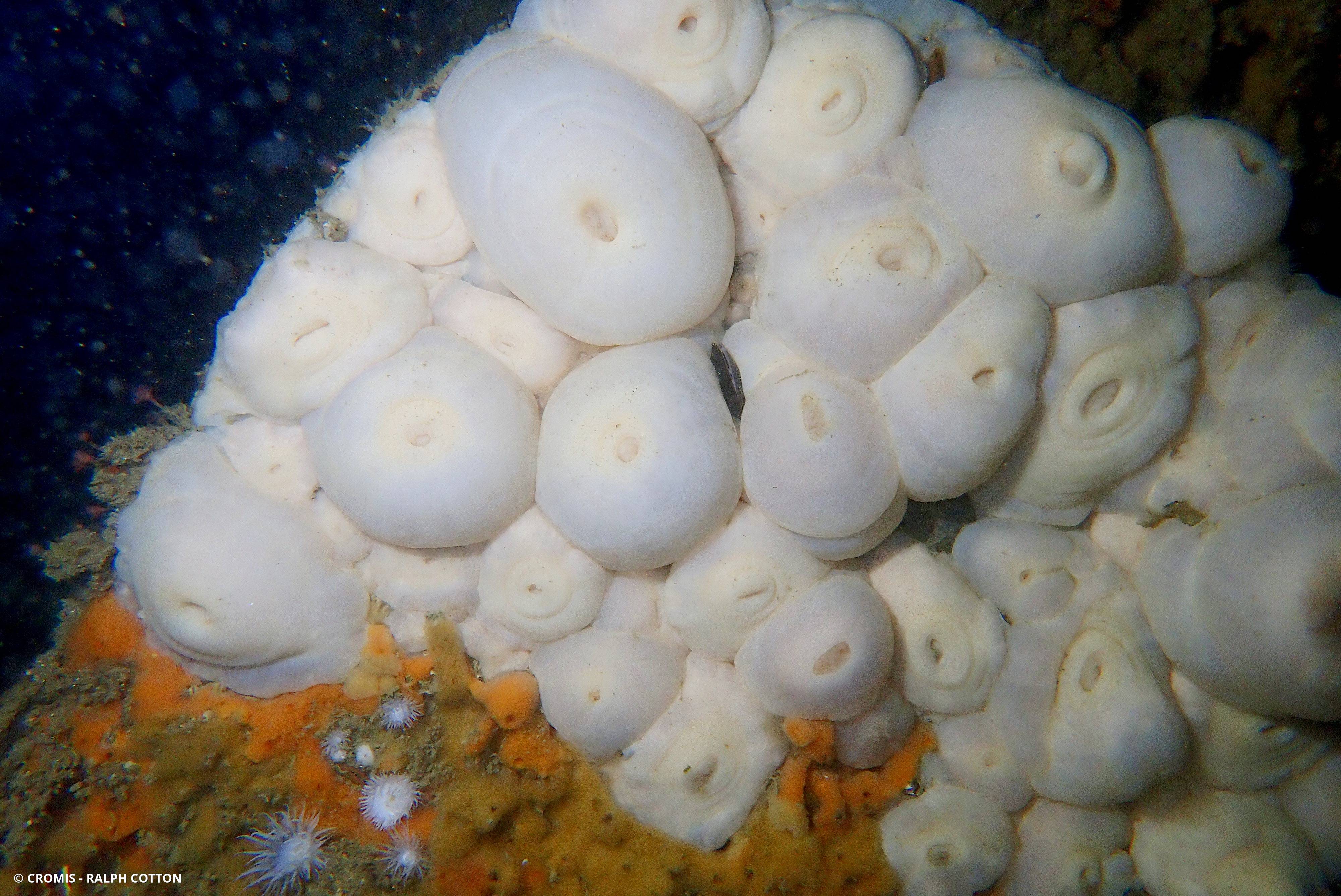 Œillet de mer
