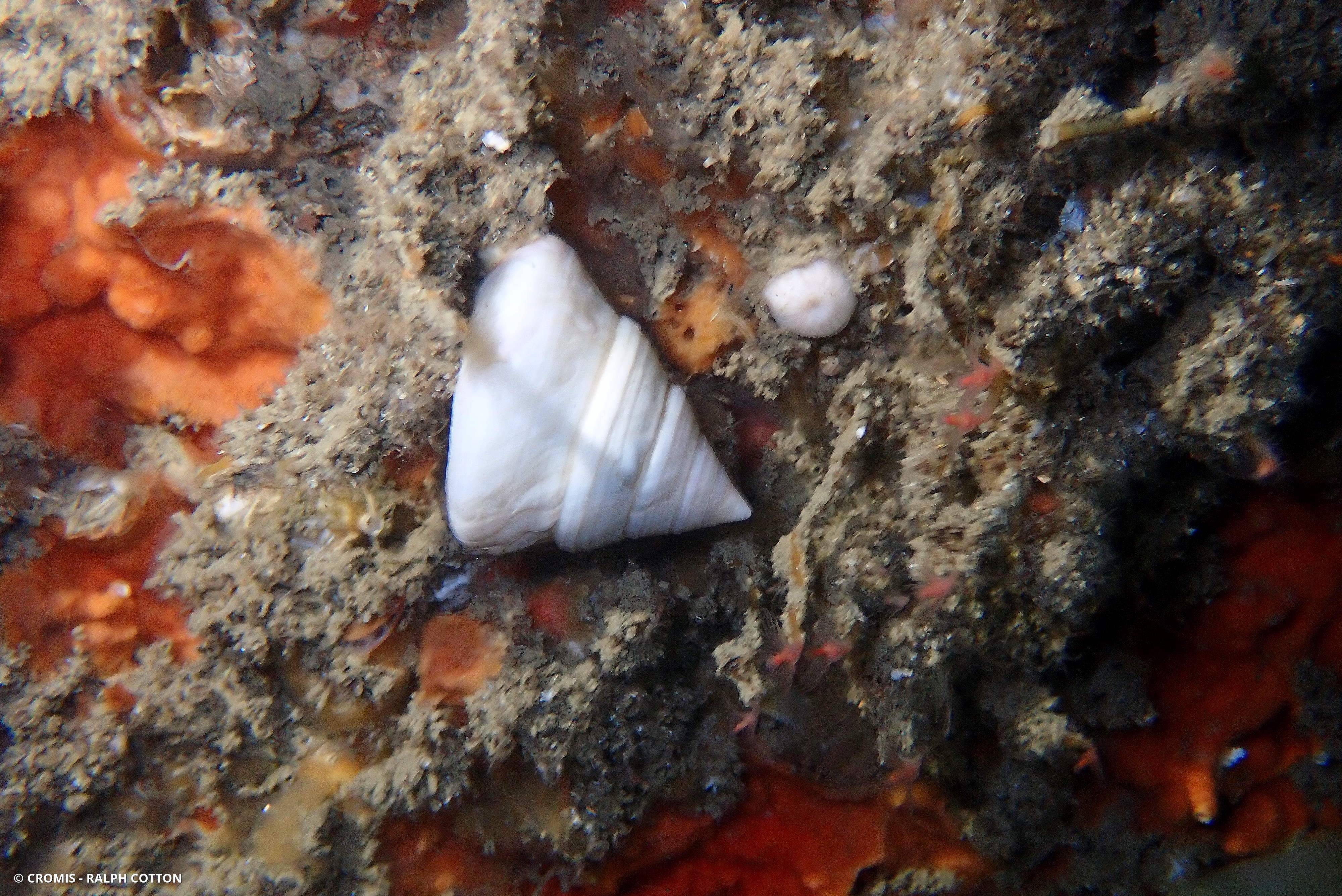 Calliostome jujube