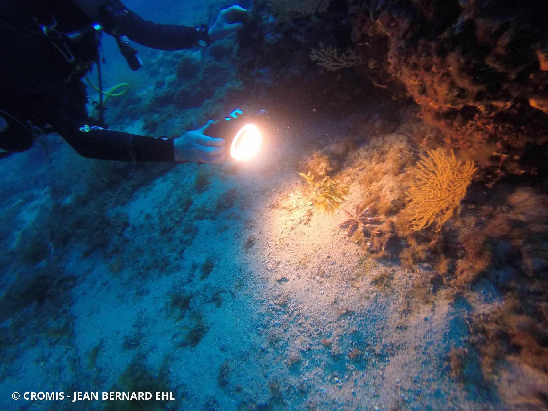 Etoile de mer épineuse