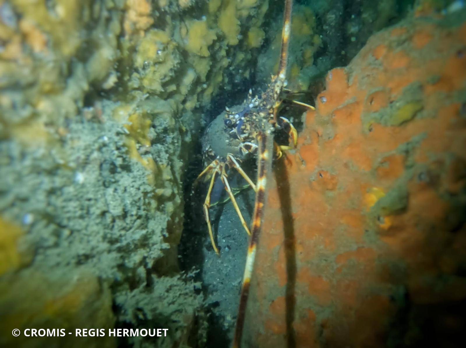 Langouste rouge