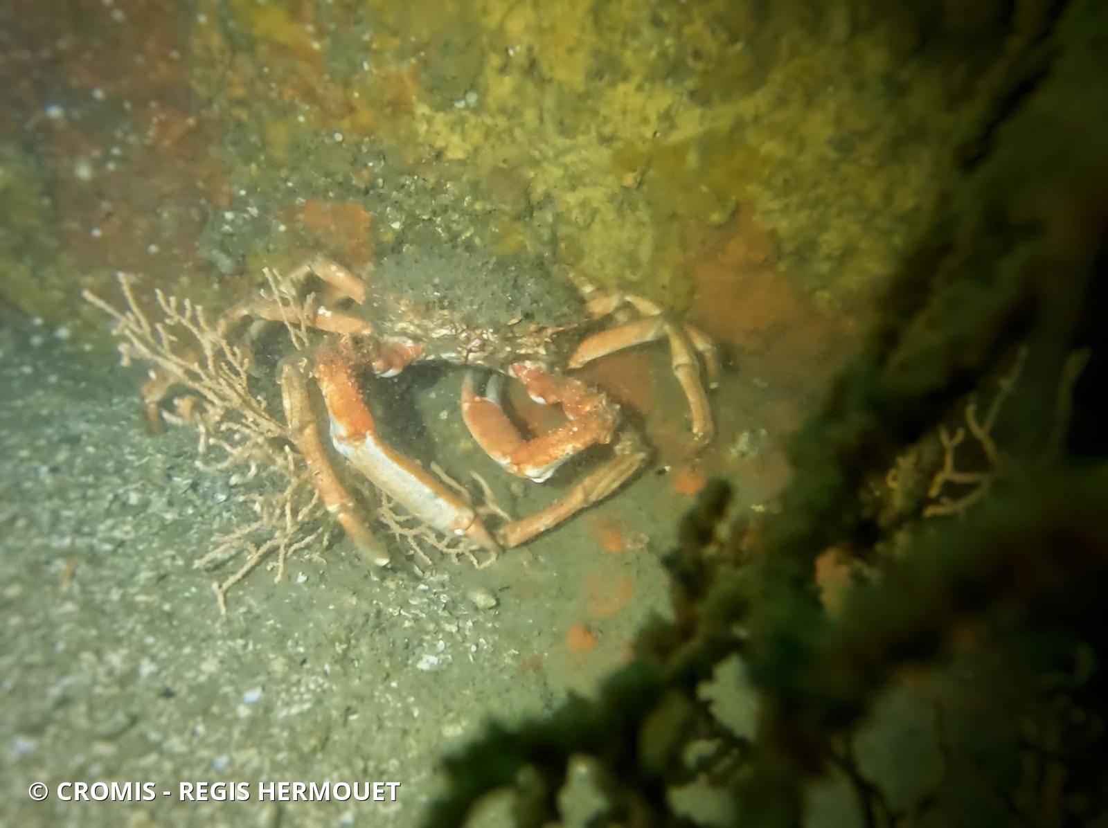 Araignée de mer Atlantique