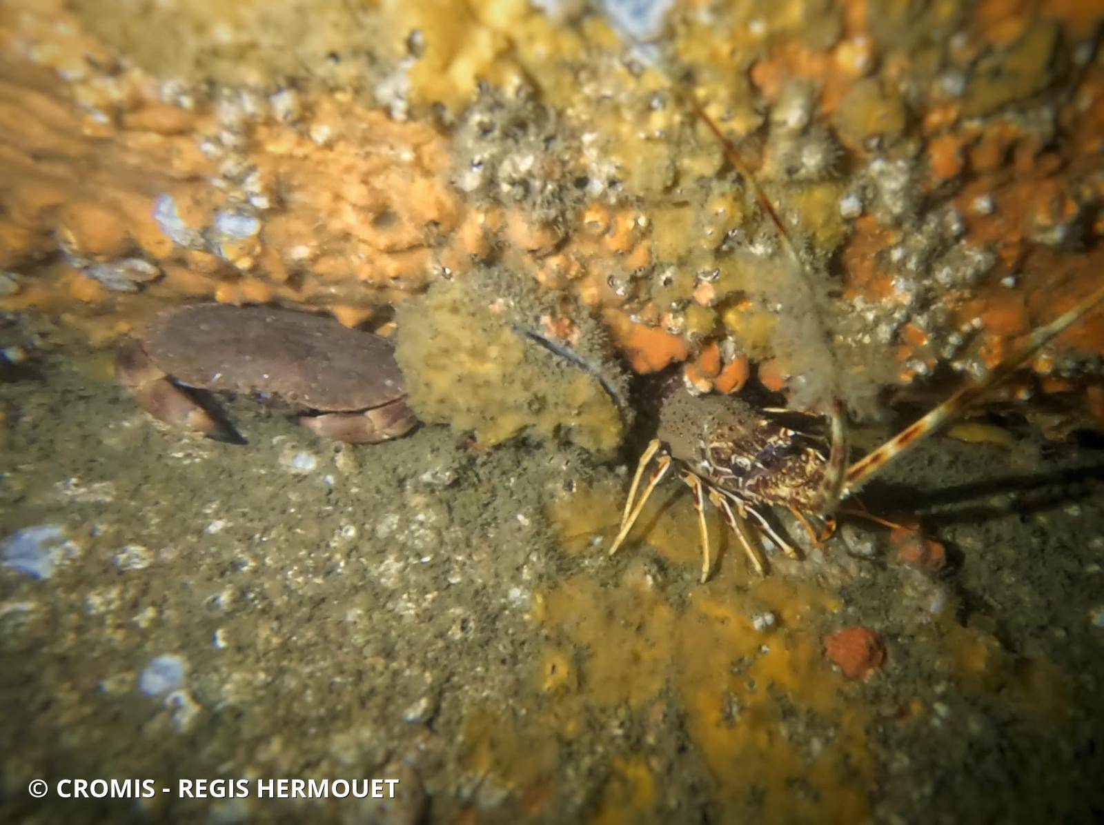 Langouste rouge