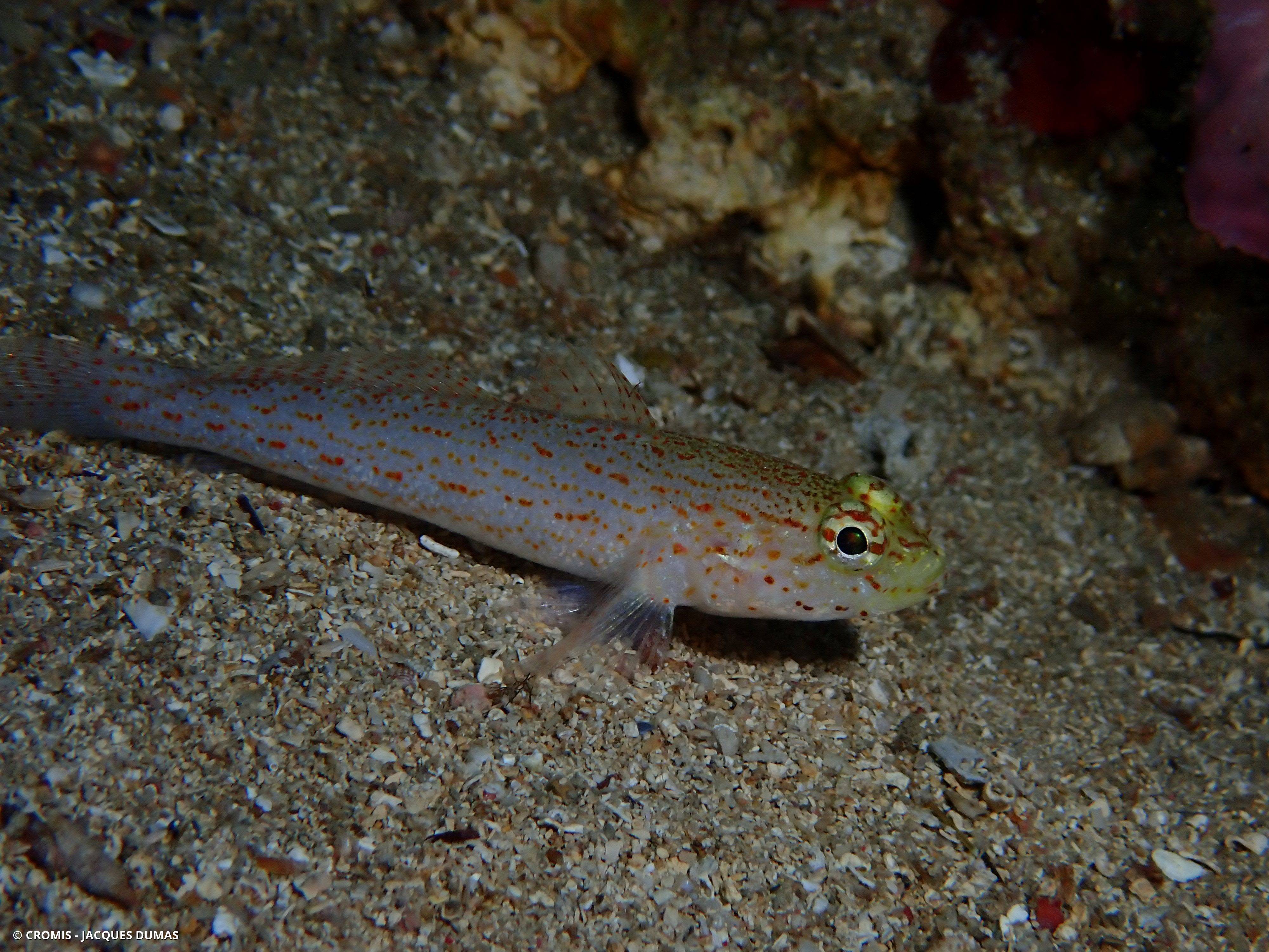 Gobie à tête jaune