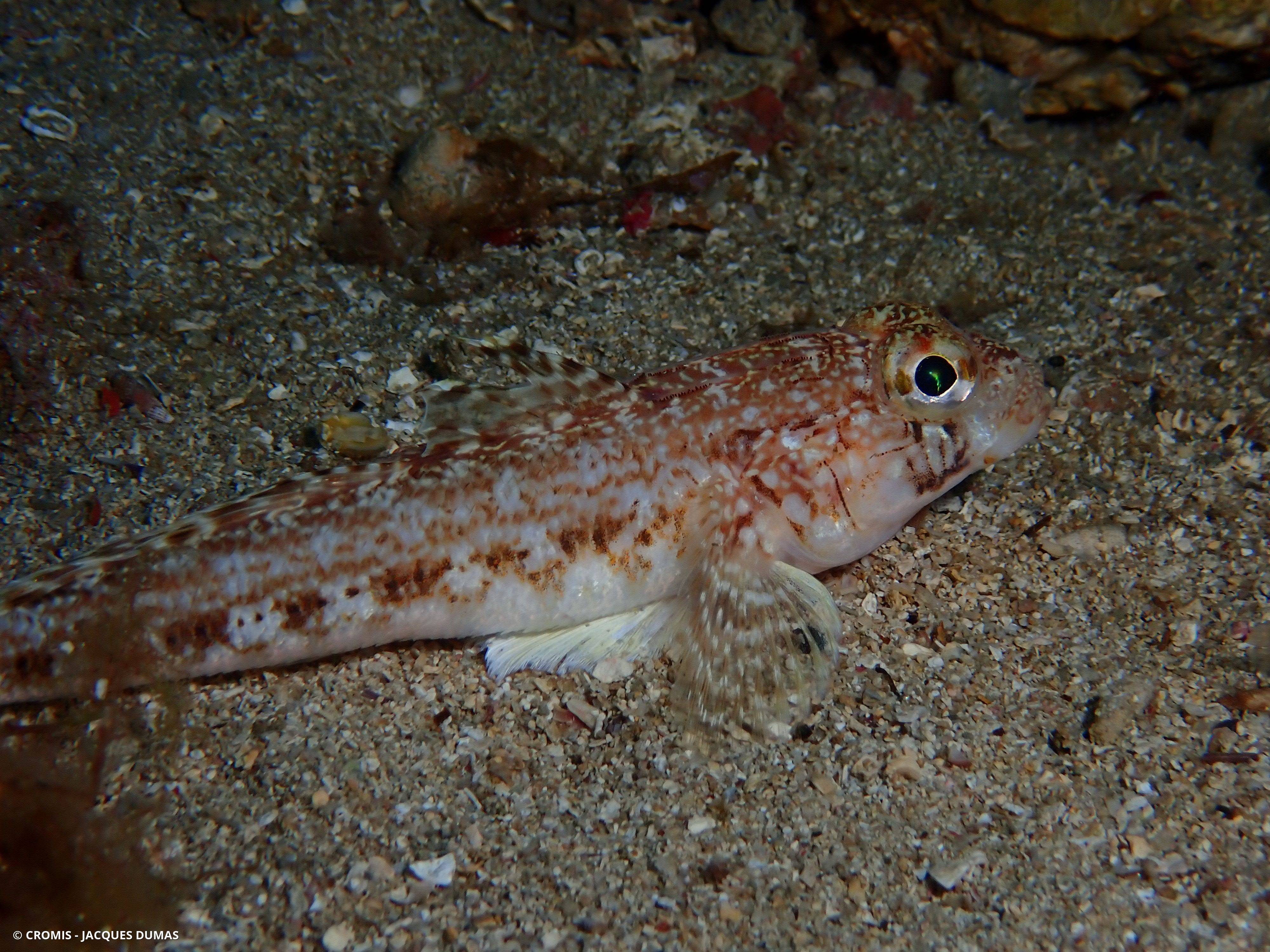 Gobie à joues poreuses