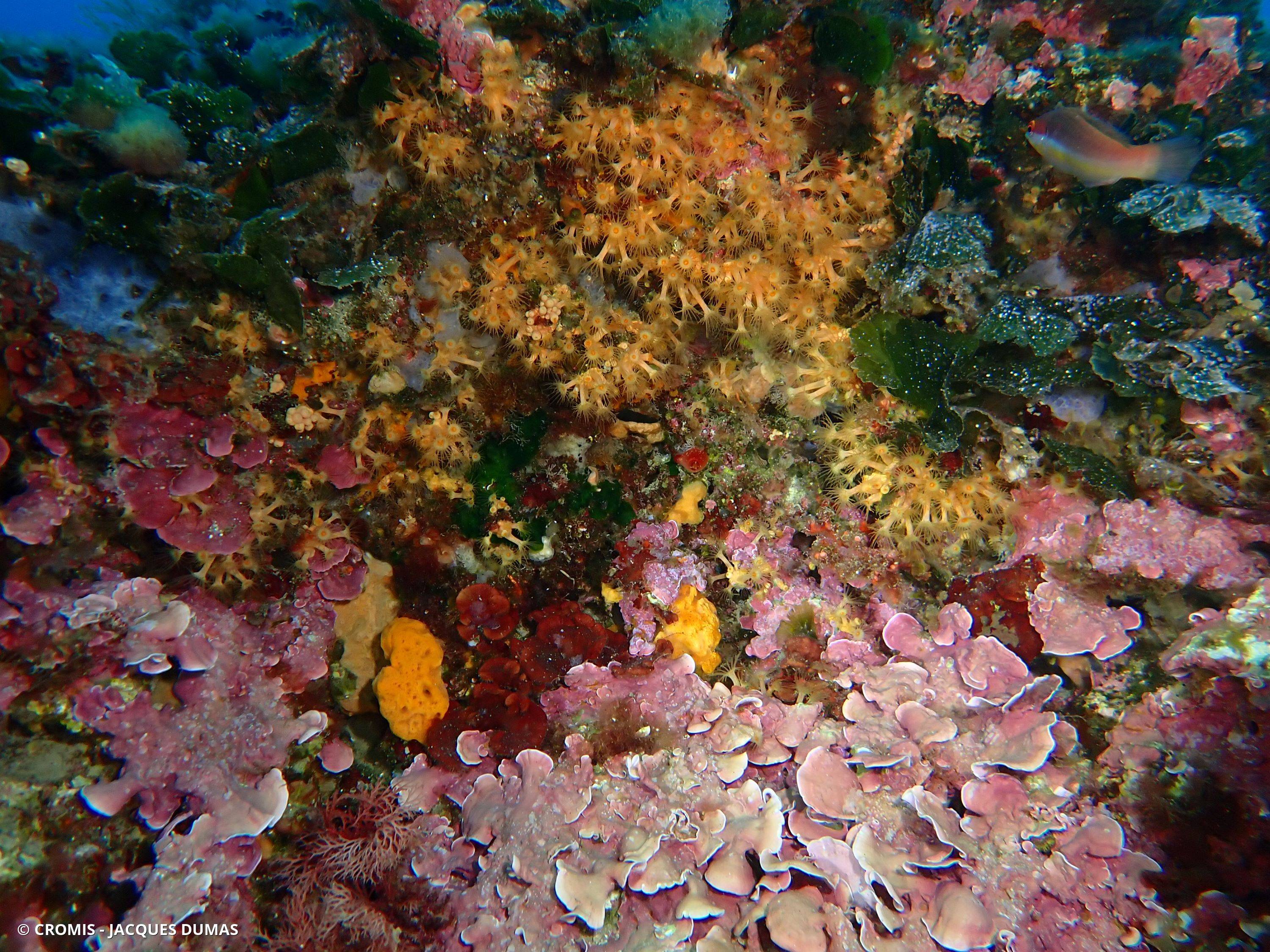 Grand mésophylle