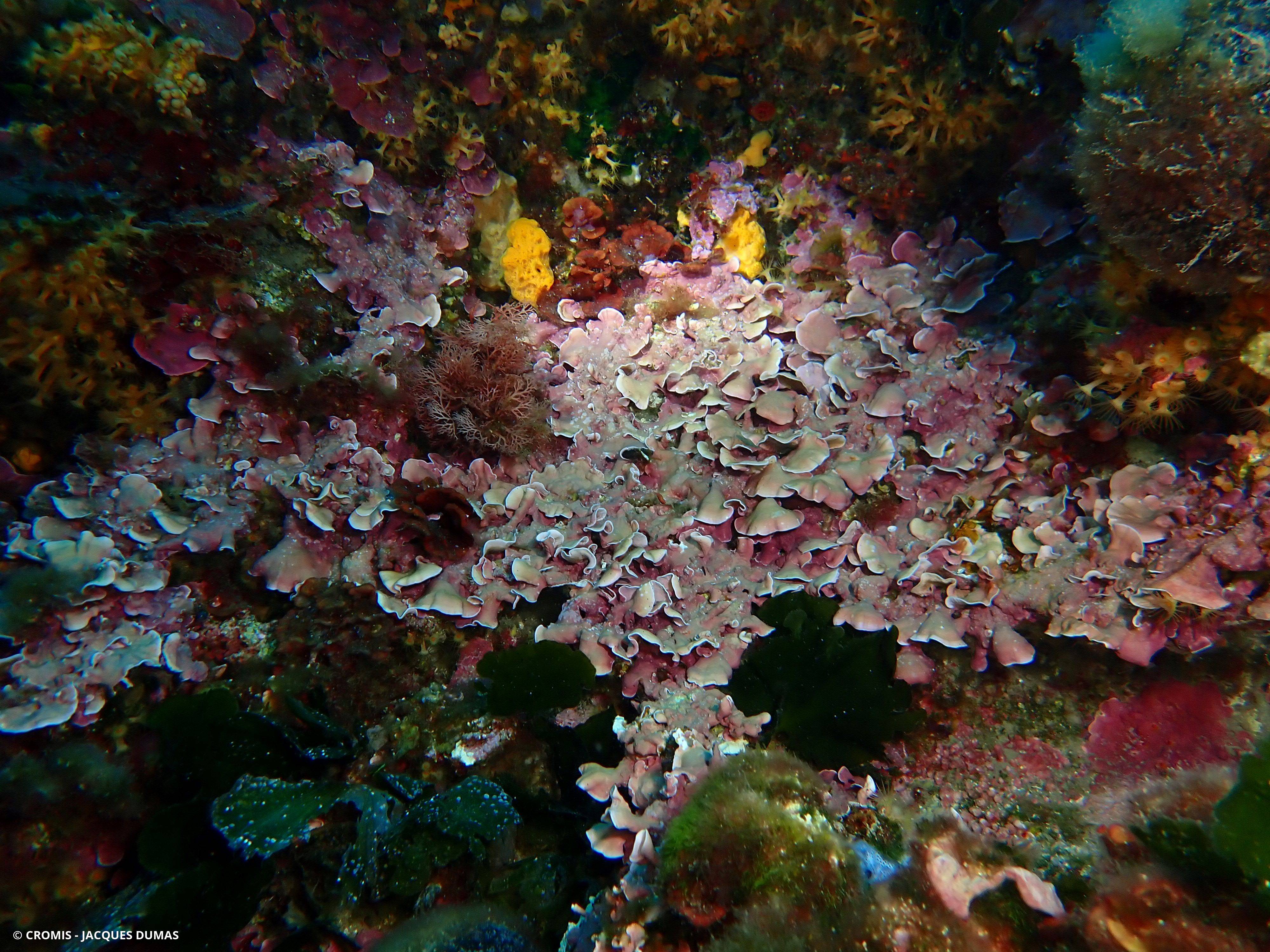 Grand mésophylle