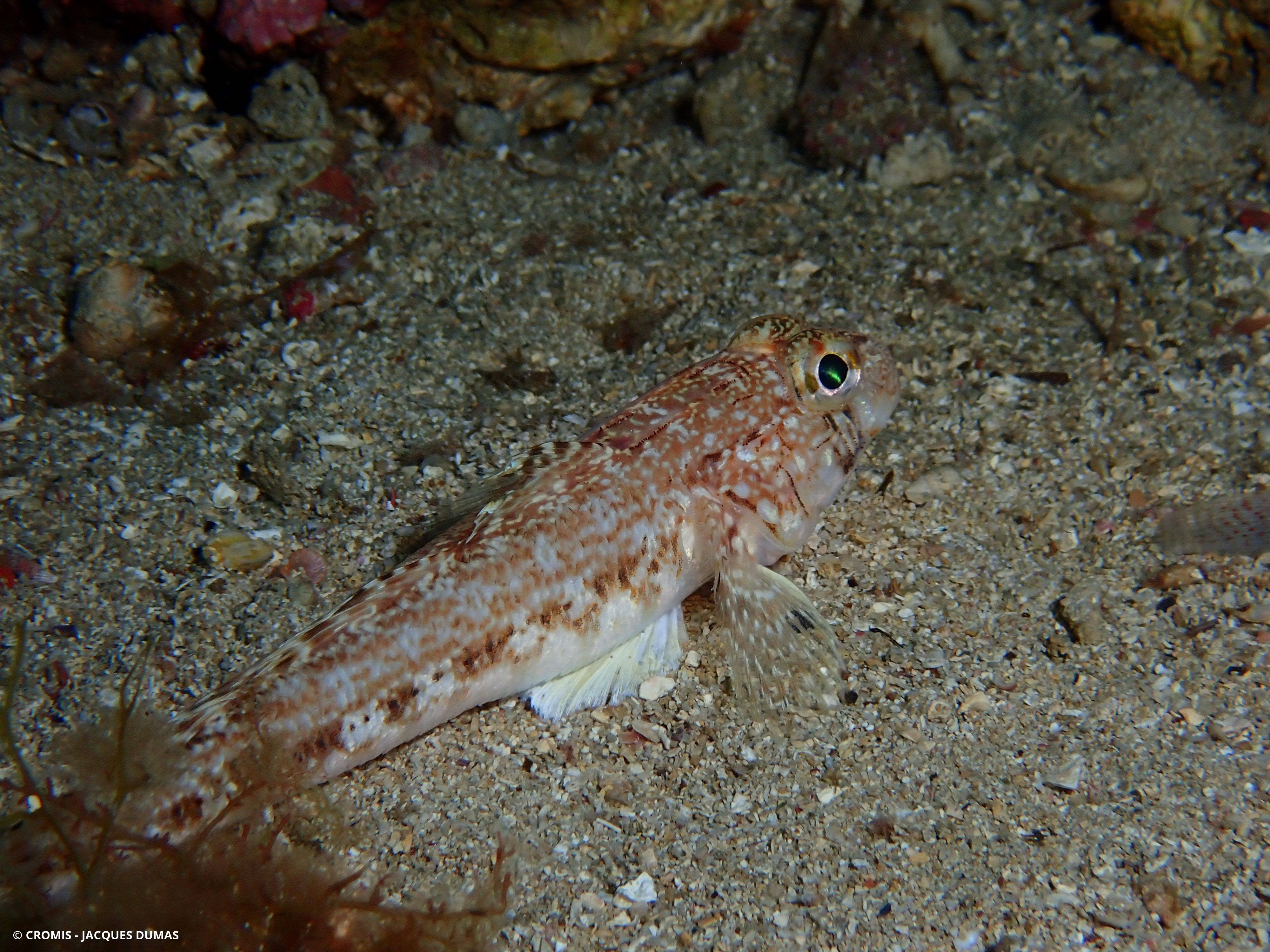 Gobie à joues poreuses