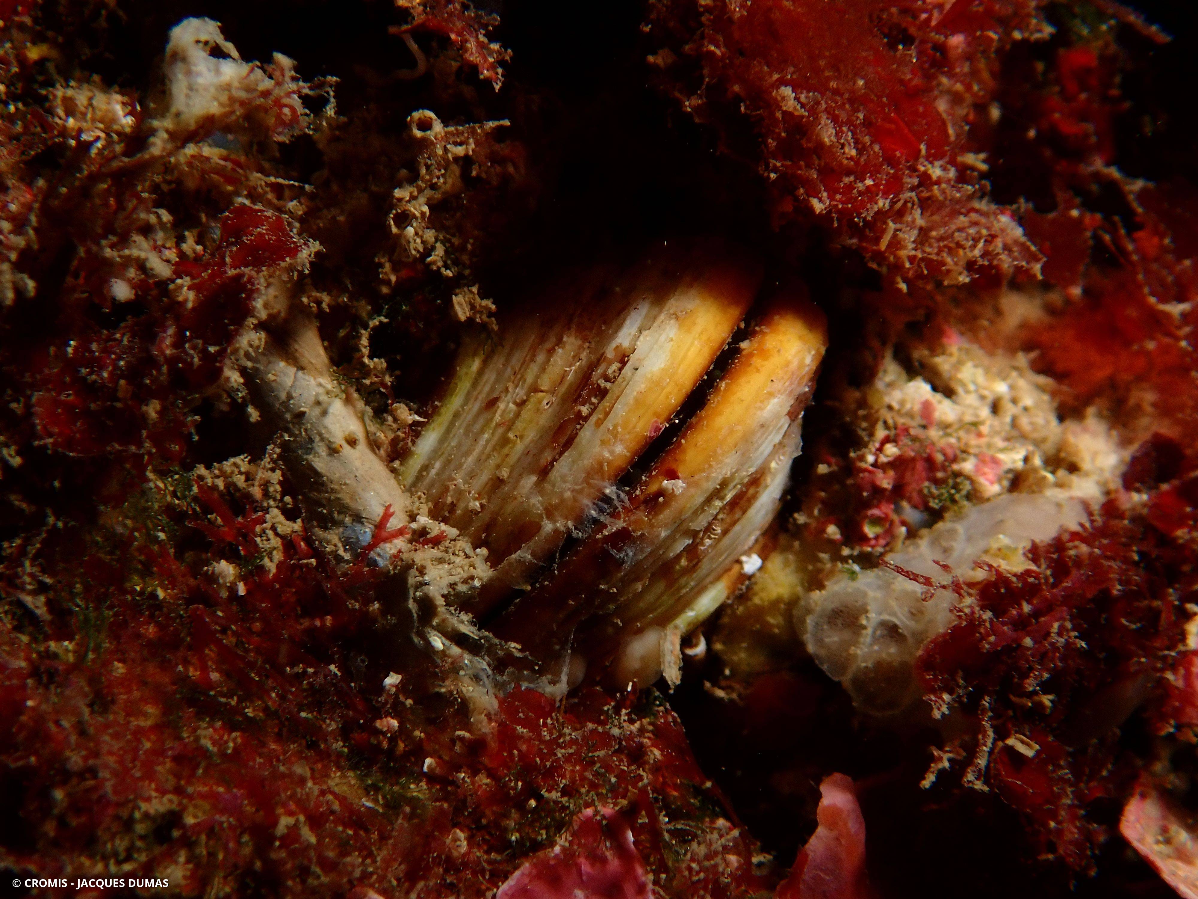 Datte de mer