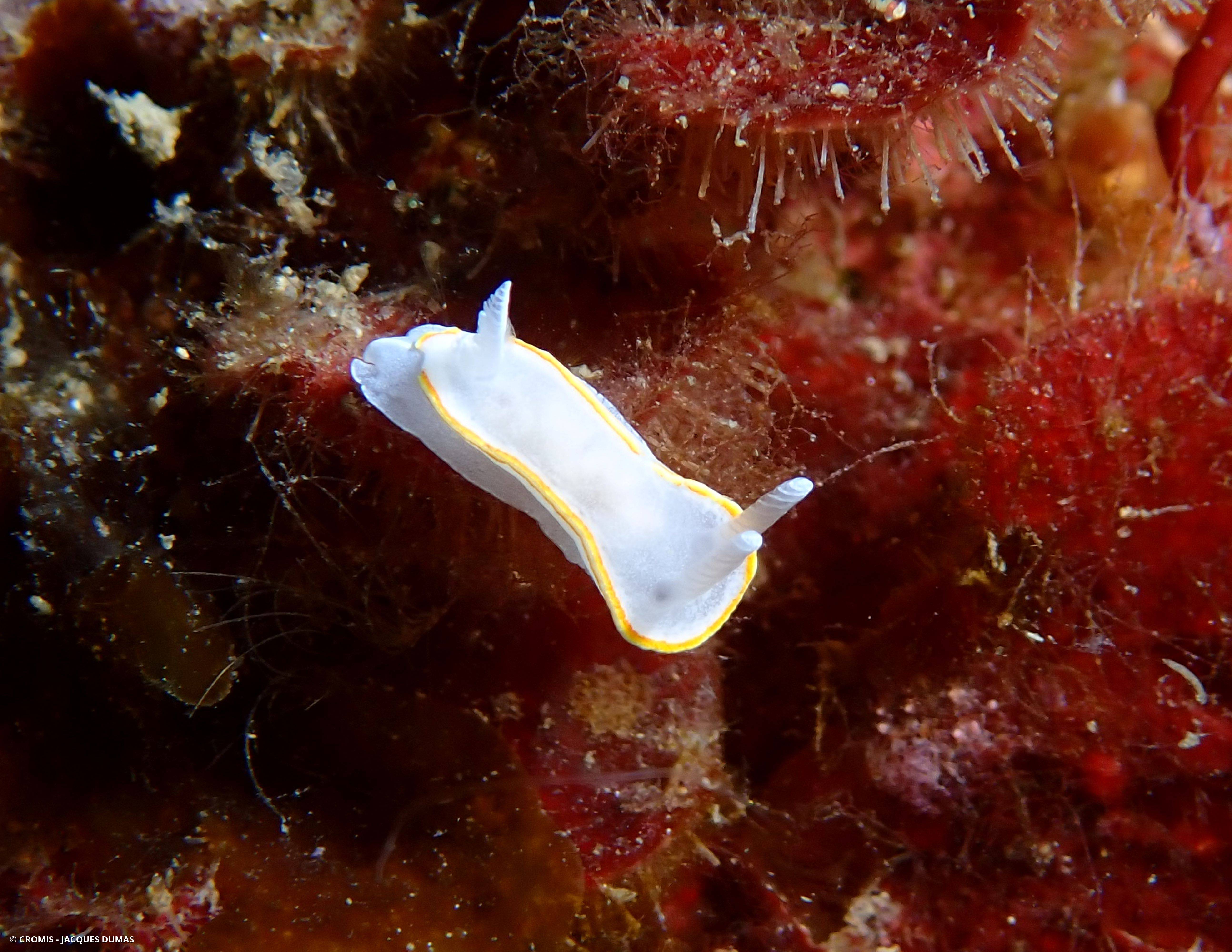 Doris blanc à couronne d'or