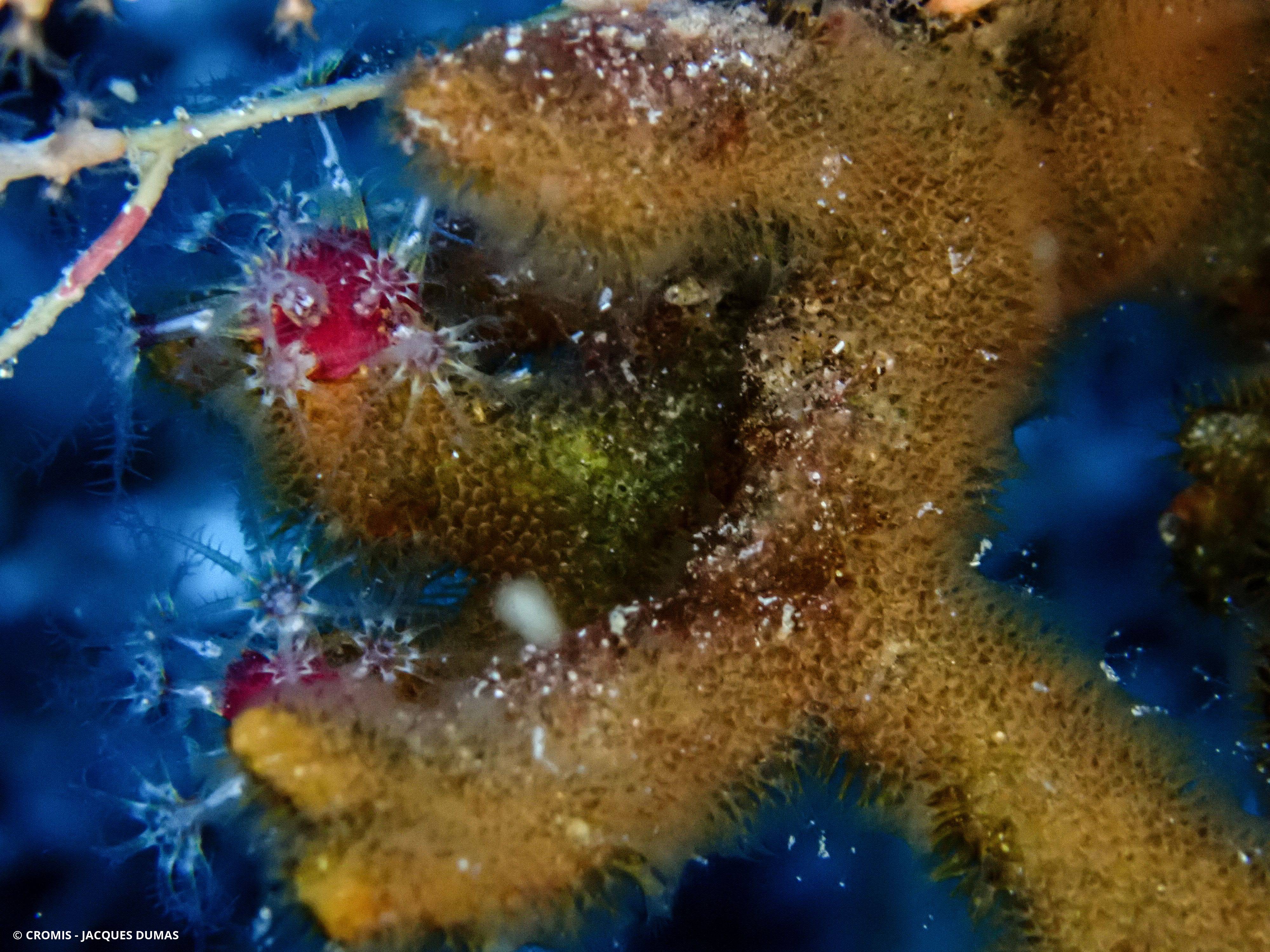 Bryozoaire corne d'élan