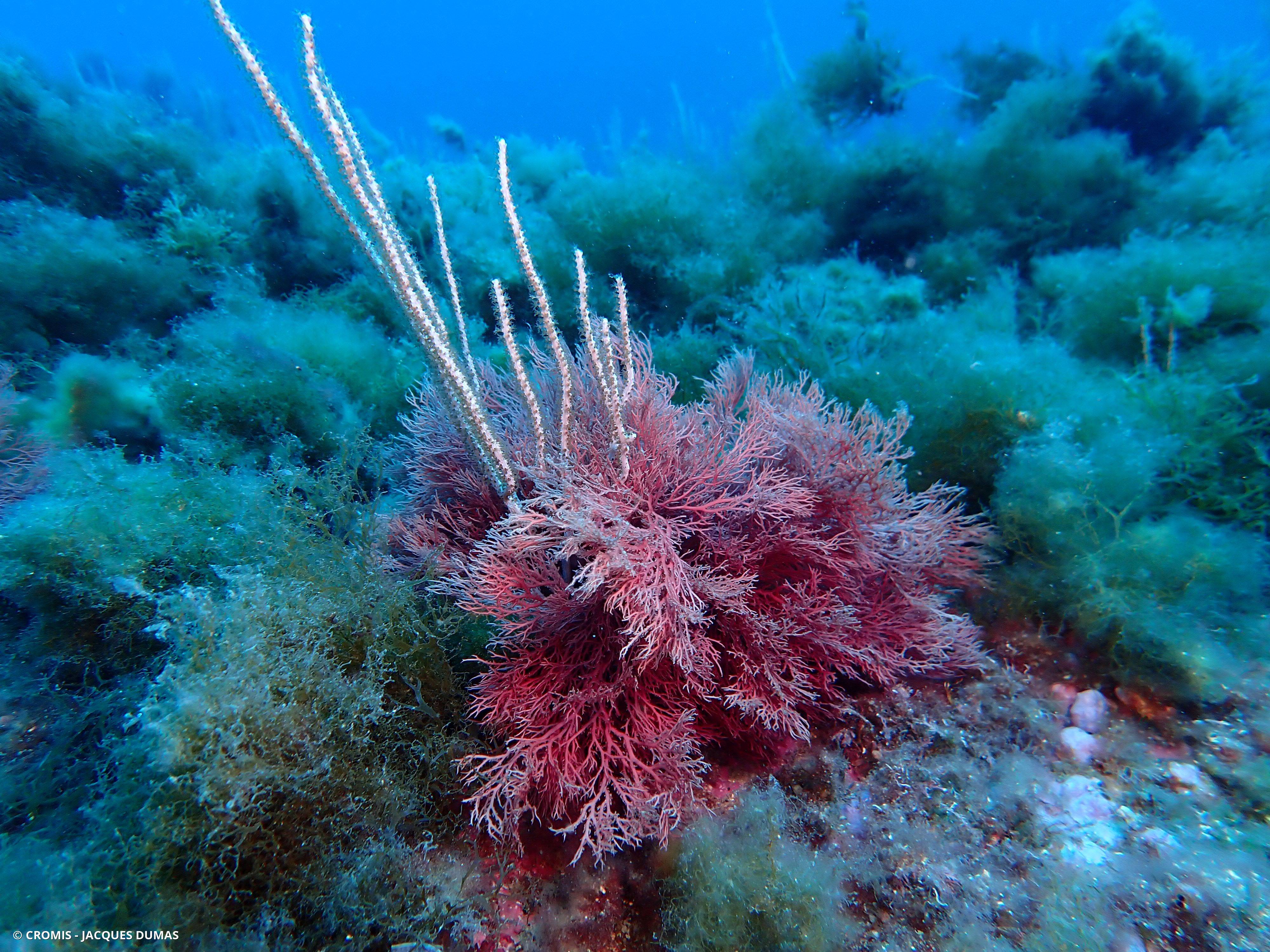 Sphérocoque
