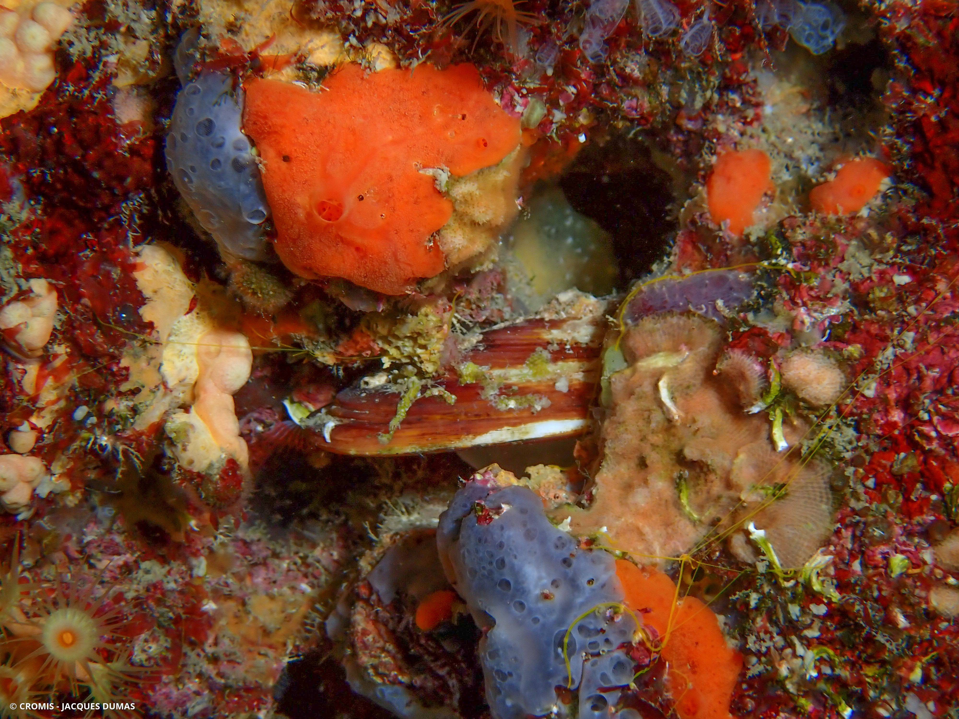 Datte de mer