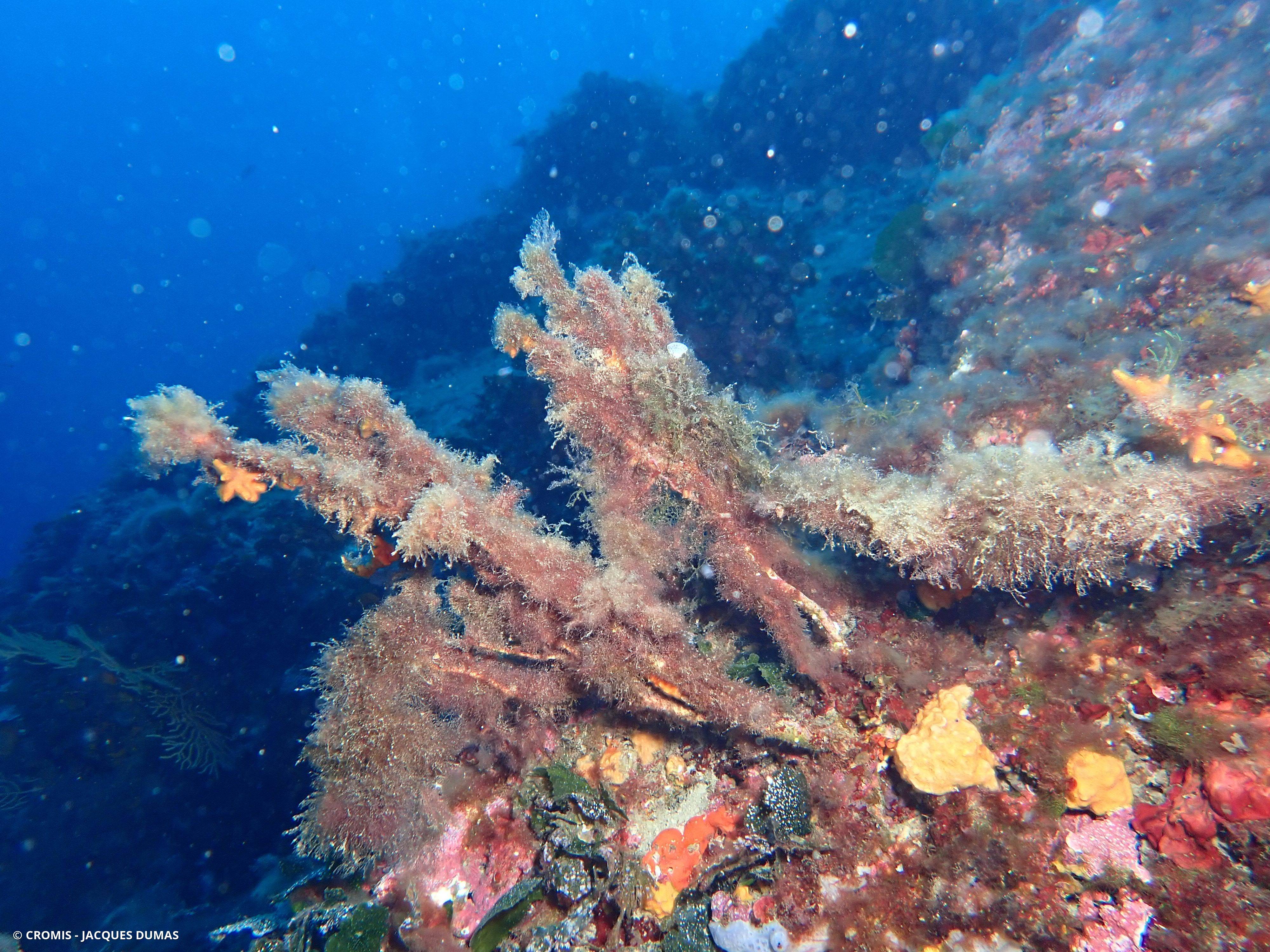 Gorgone morte/nécrosée