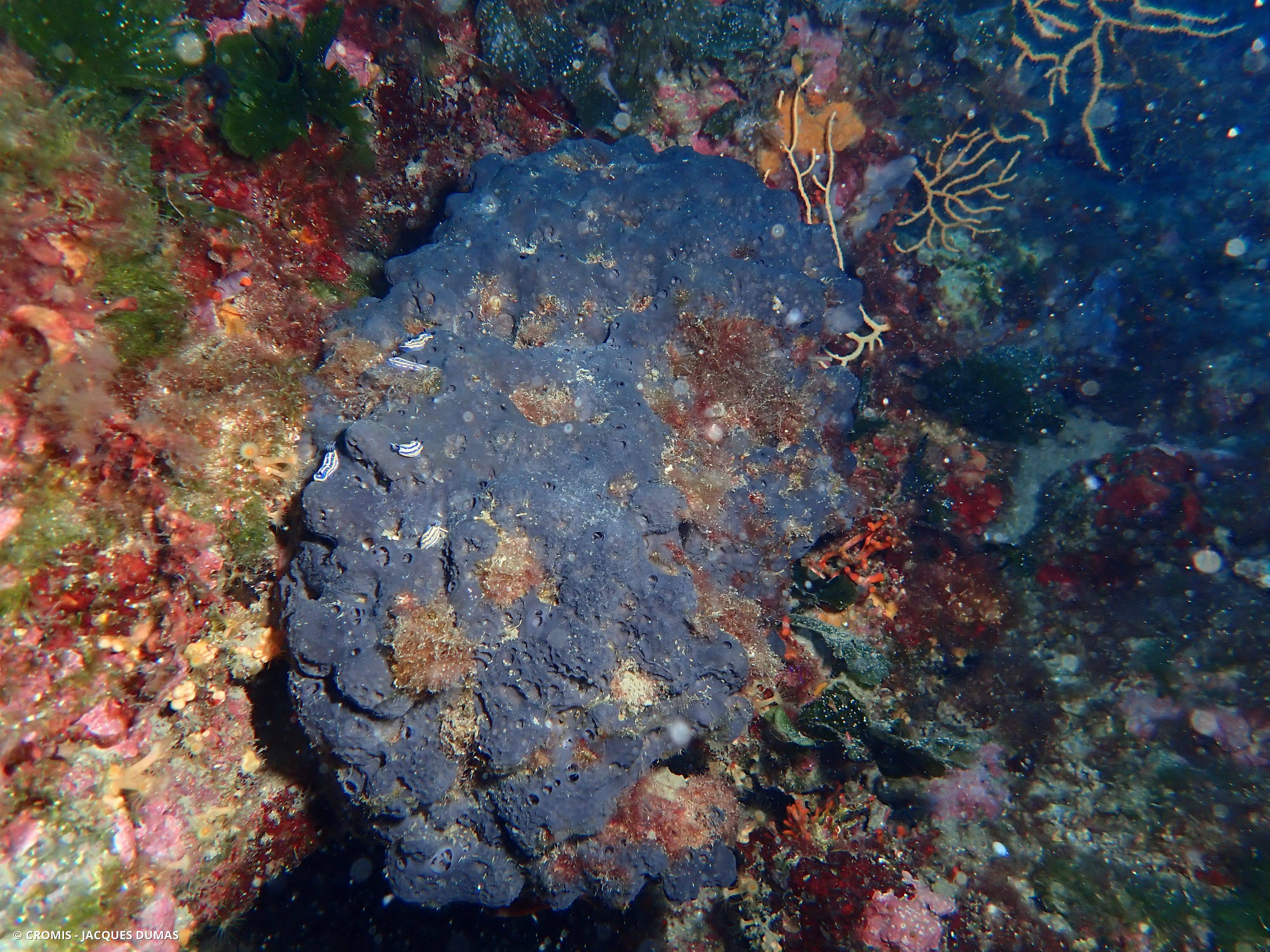 Ircinie noire épineuse