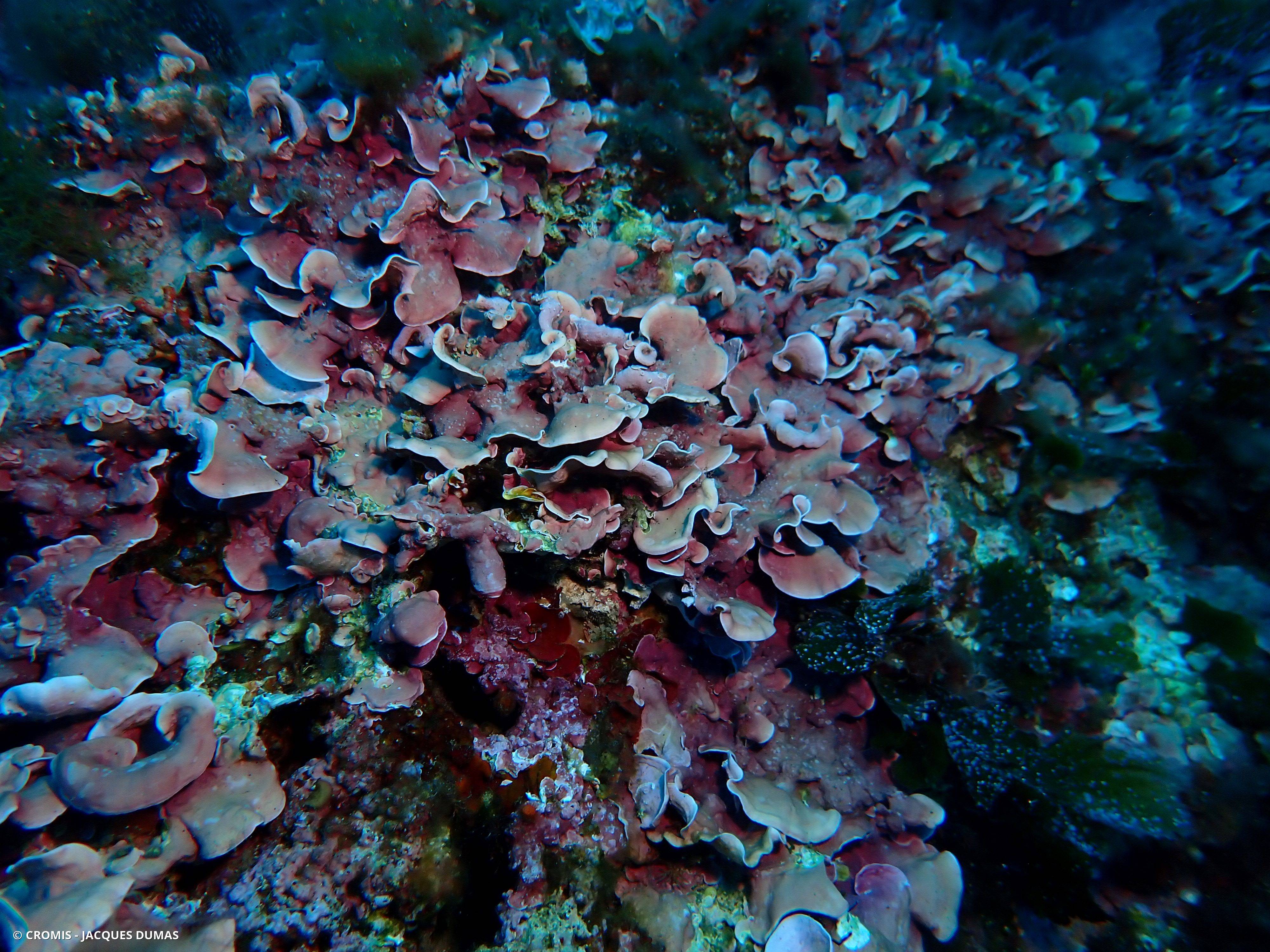 Grand mésophylle
