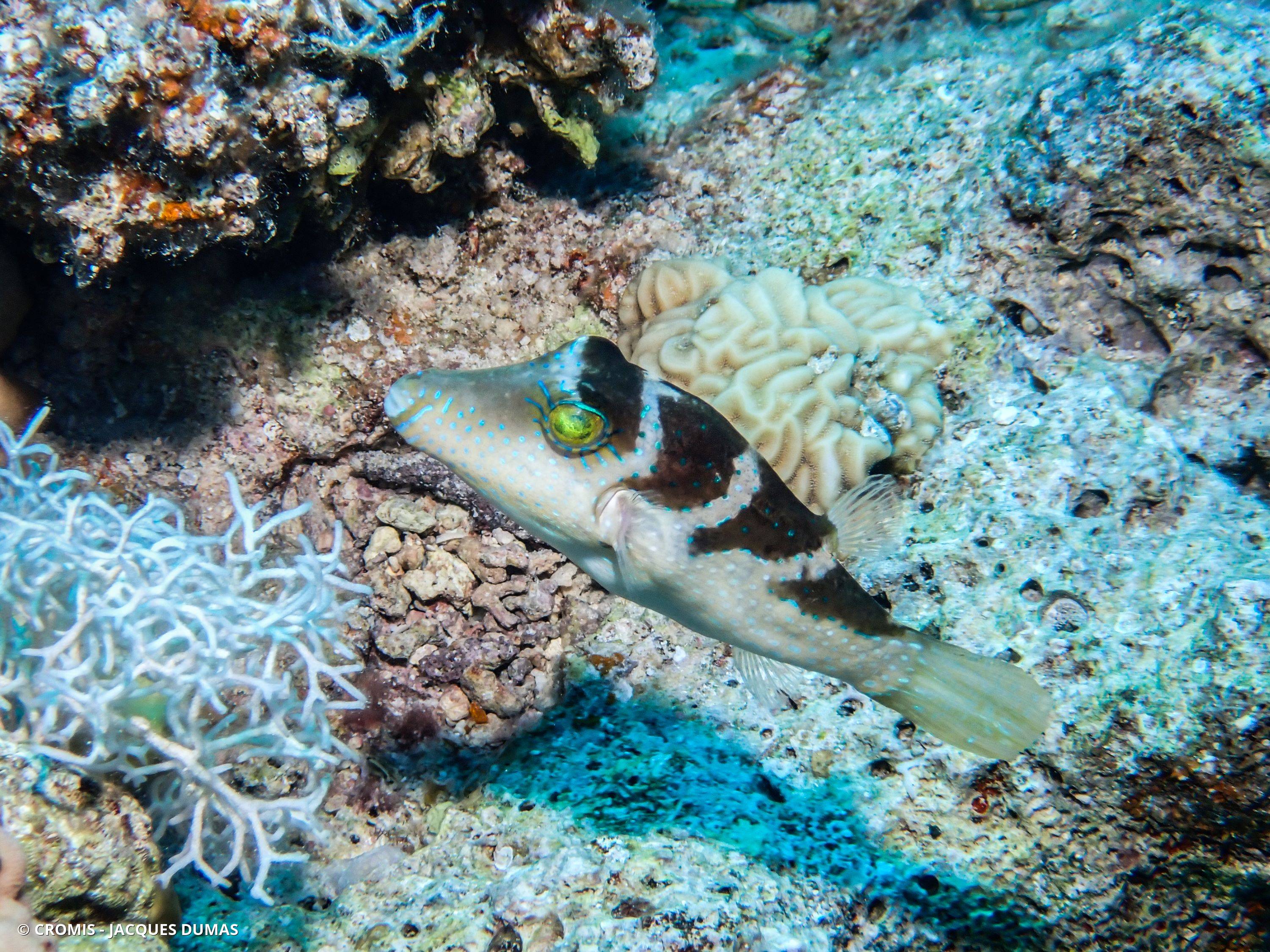 Canthigaster à selle noire