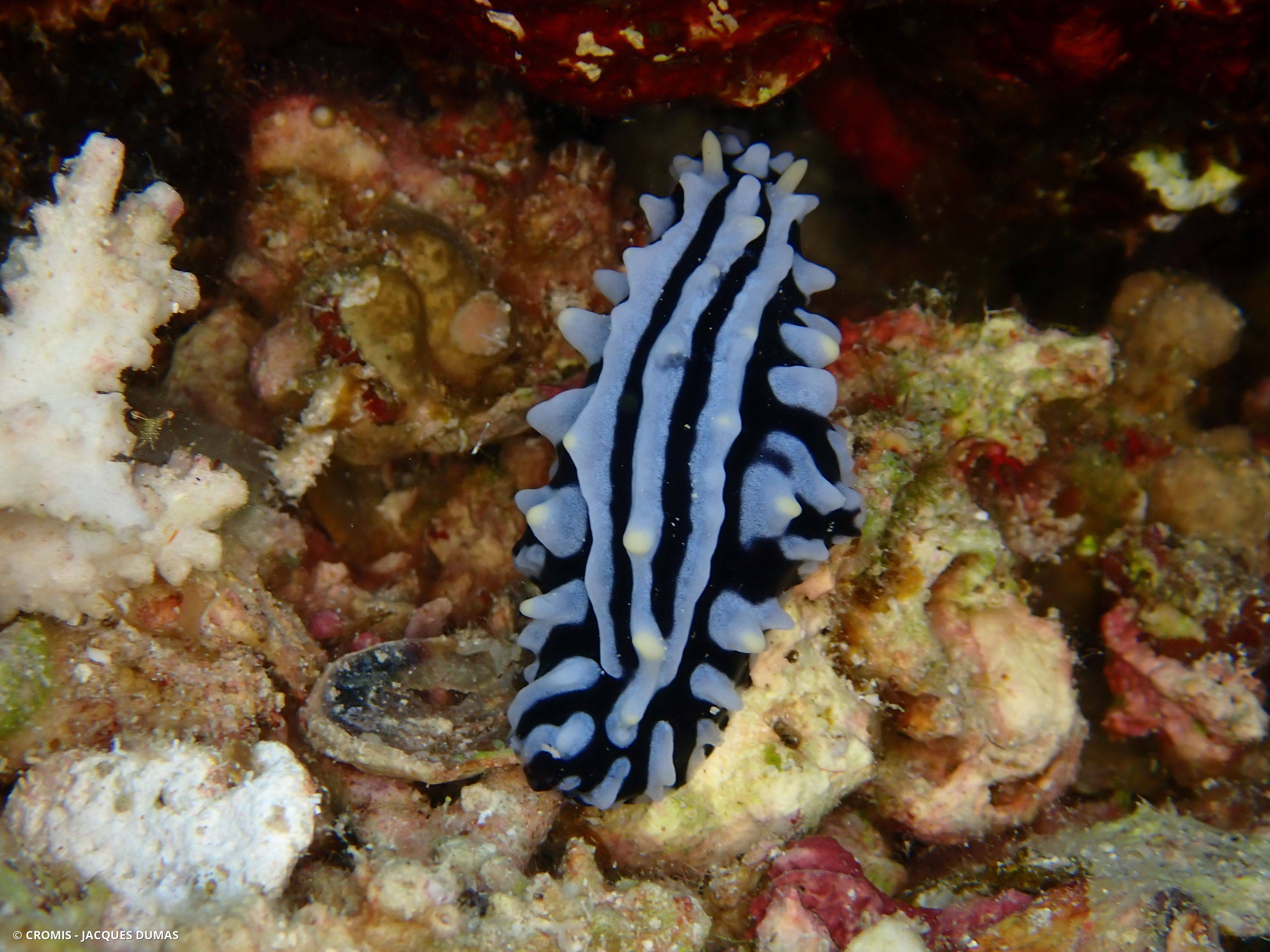Phyllidie verruqueuse