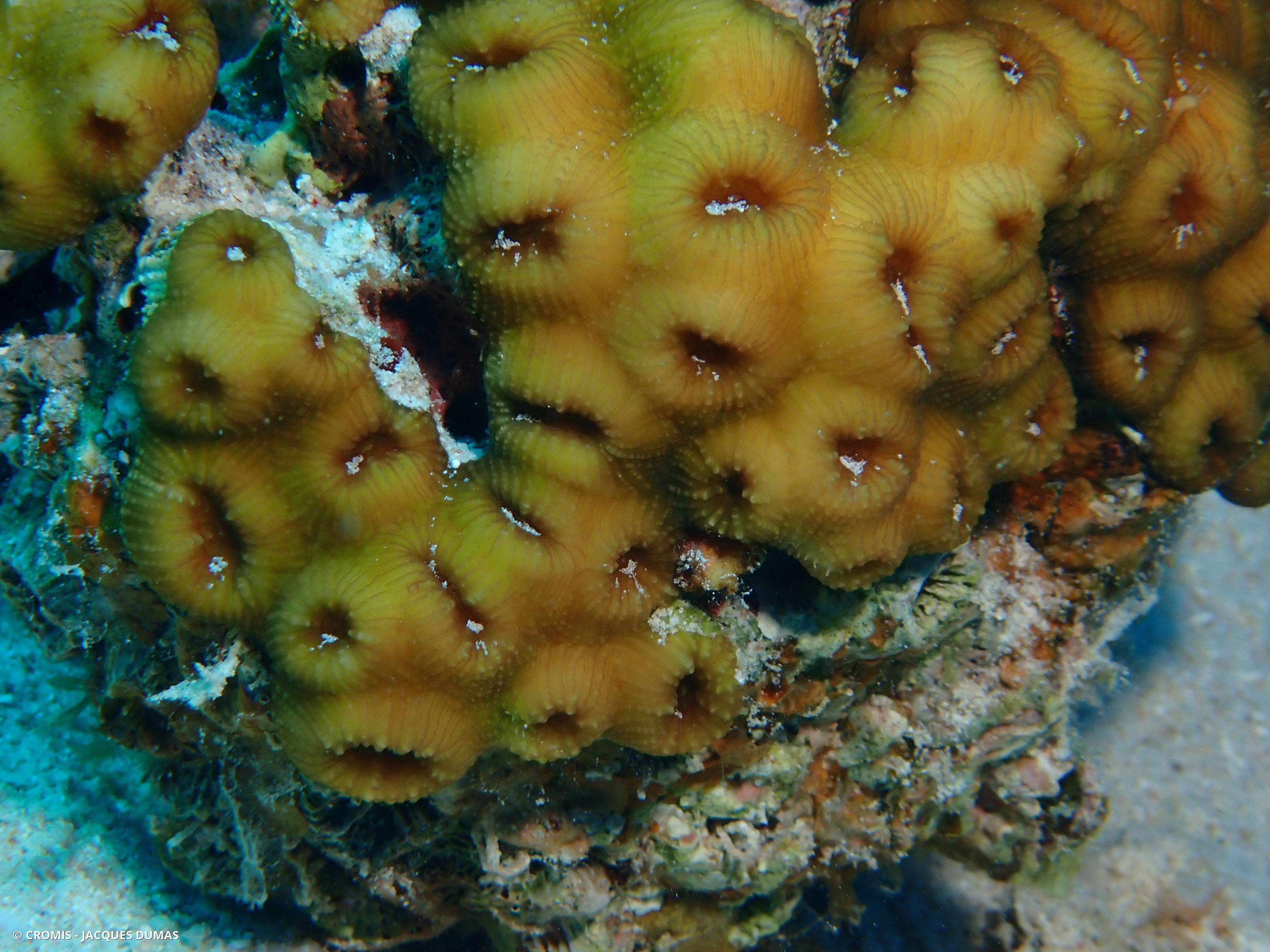 Zoanthaire tuberculé
