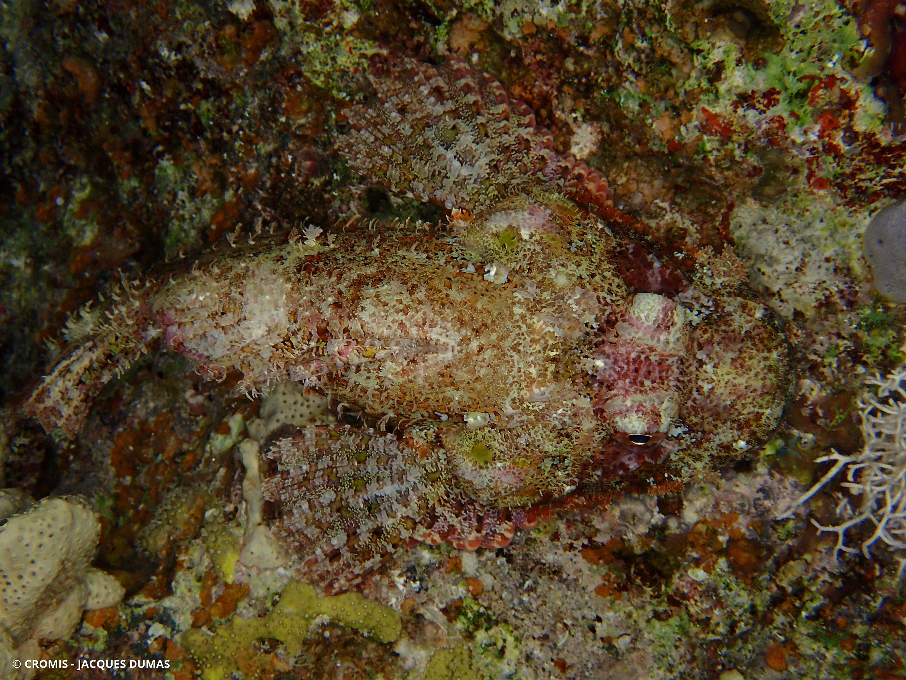 Poisson-scorpion à houppes