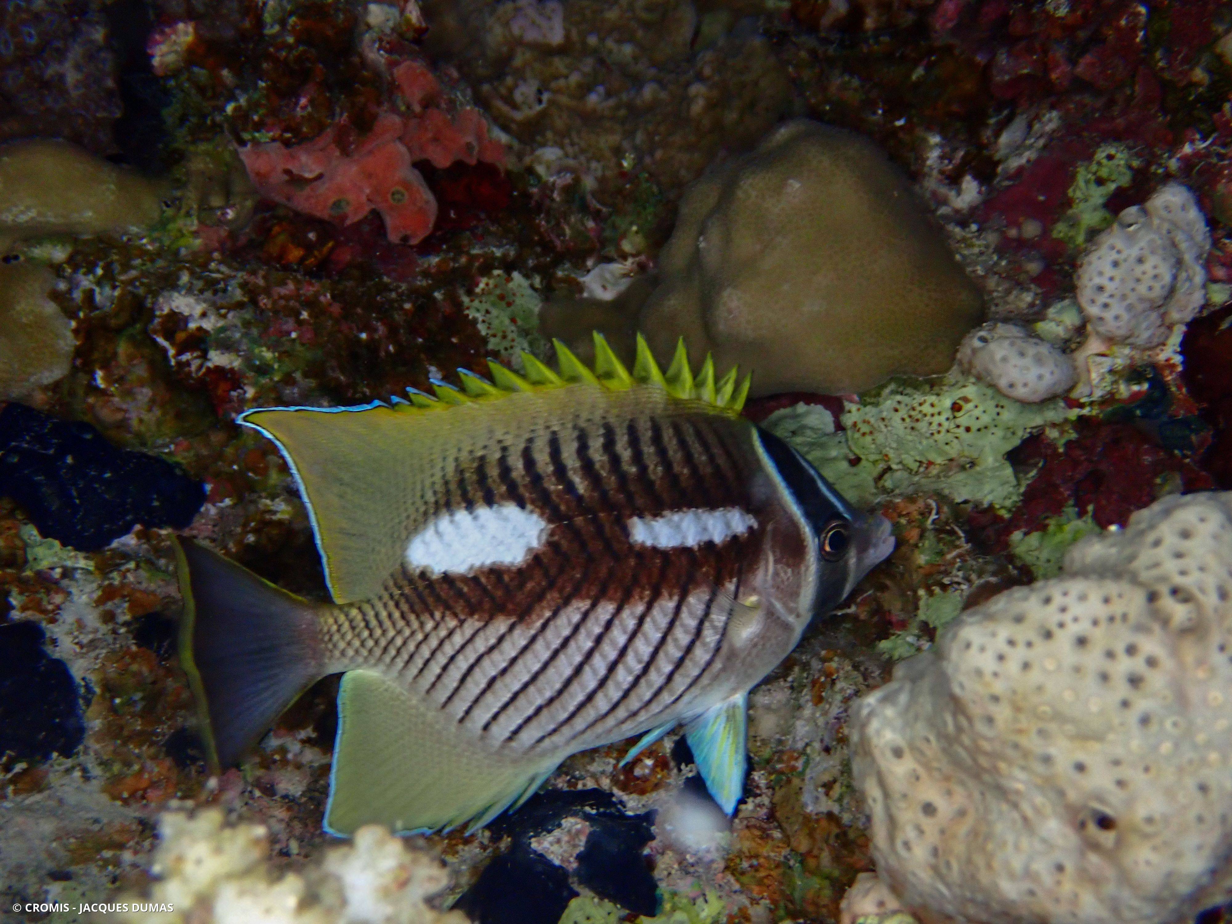 Poisson-papillon à chevrons